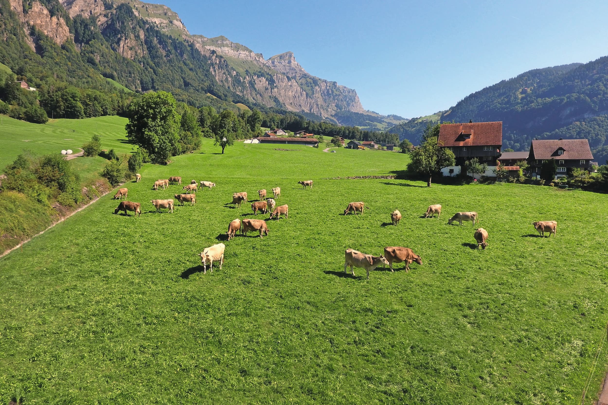 De prima kwaliteit ruwvoer zorgt voor een veel hogere melkproductie in Zwitserland, maar daar kunnen de zuivelverwerkers nu geen kant mee op. Foto: Henk Riswick