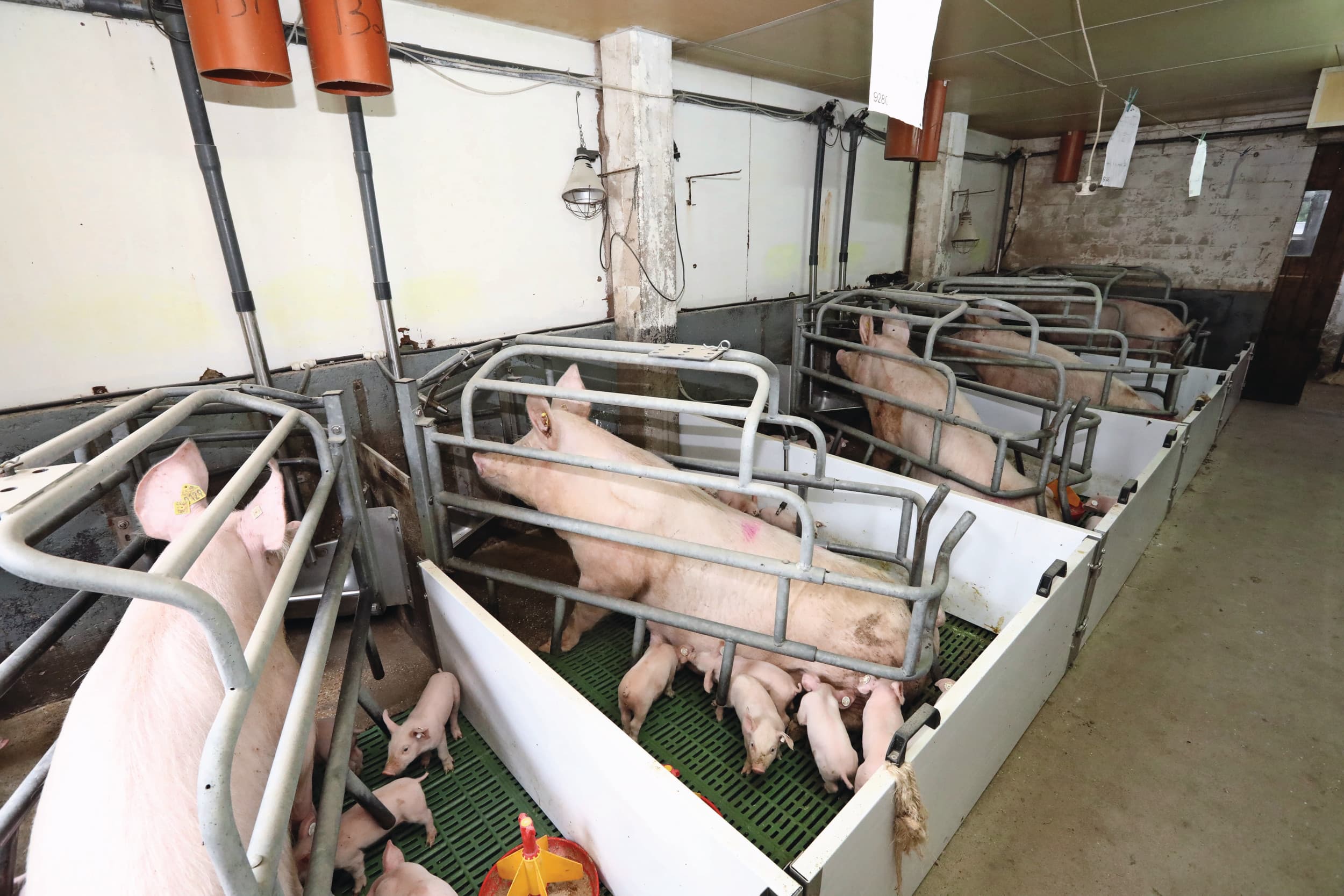 Duitse varkensvakbond biggenproductie