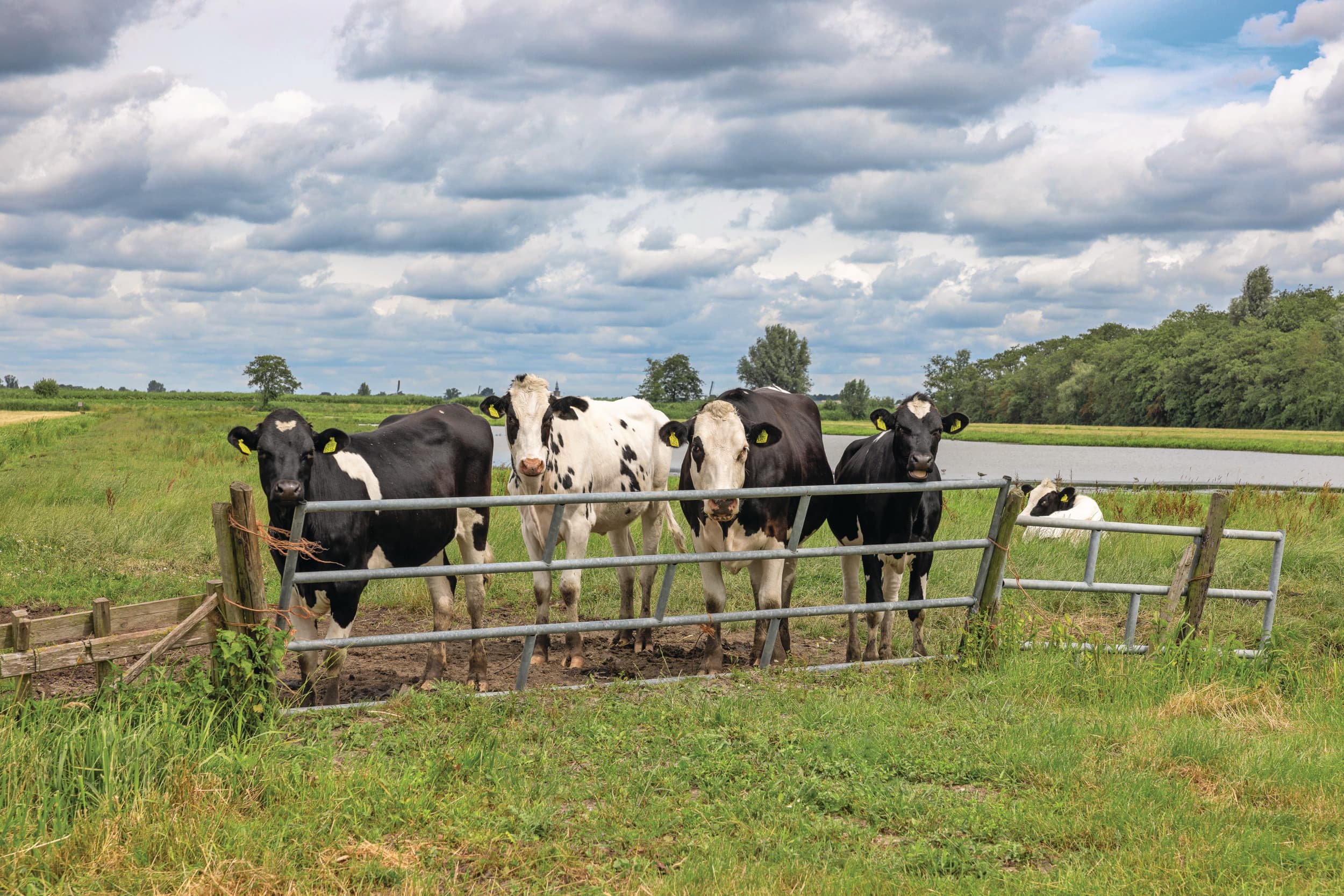 Nederland zal niet opeens van het stikstofslot afgaan, zeggen LVVN-ambtenaren. Je moet stapsgewijs per gebied aantonen dat je tot een gunstige staat van instandhouding van de natuur komt en weer kunt vergunnen. Foto: Peter Roek