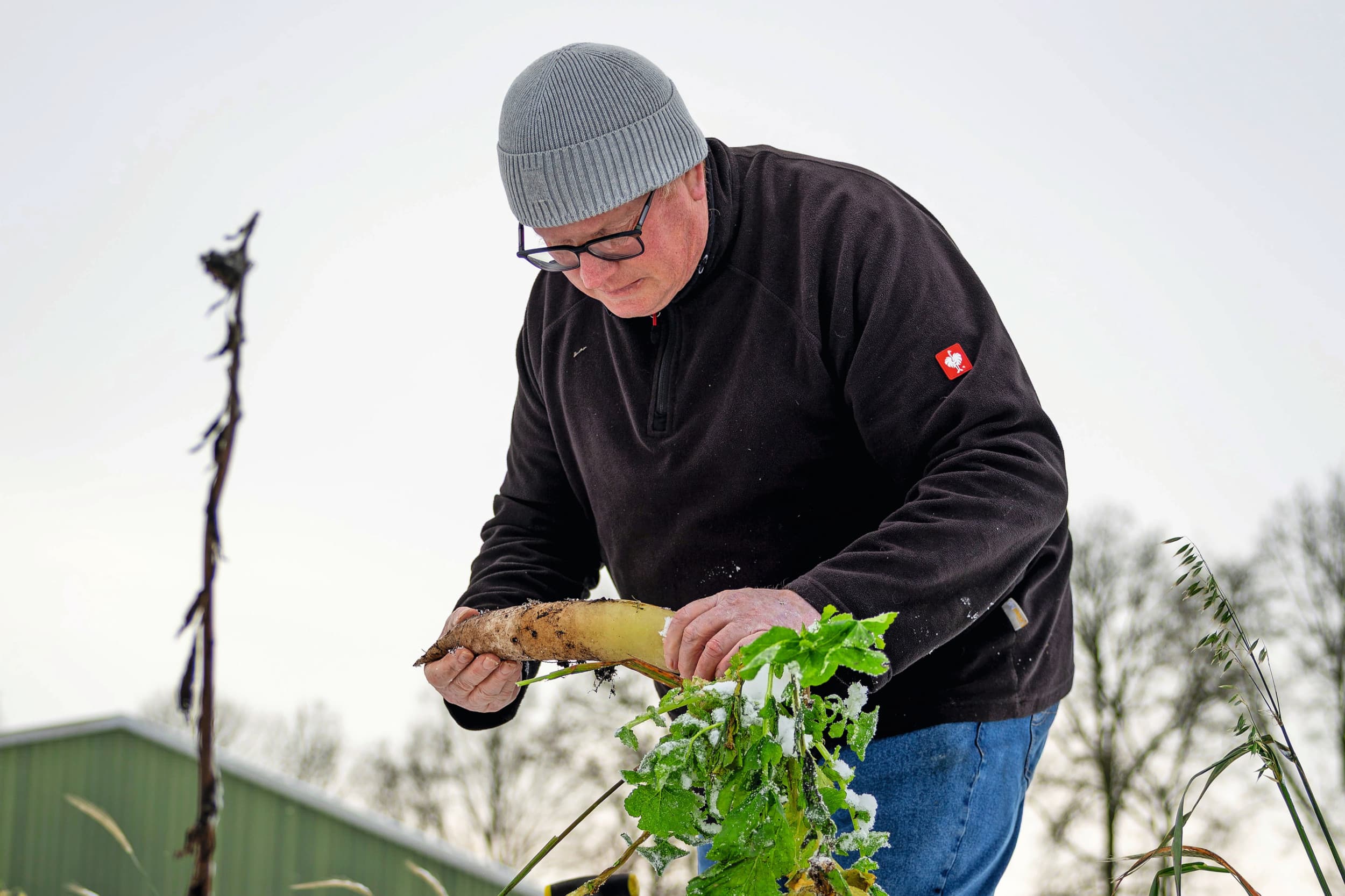 Akkerbouwer Roland Velema bekijkt op zijn proefperceel hoe zijn winterharde groenbemesters ervoor staan. Hij houdt in de winter zijn percelen zo groen mogelijk, omdat hij dat belangrijk vindt voor een maximale fotosynthese. Foto’s: De Wilde Media