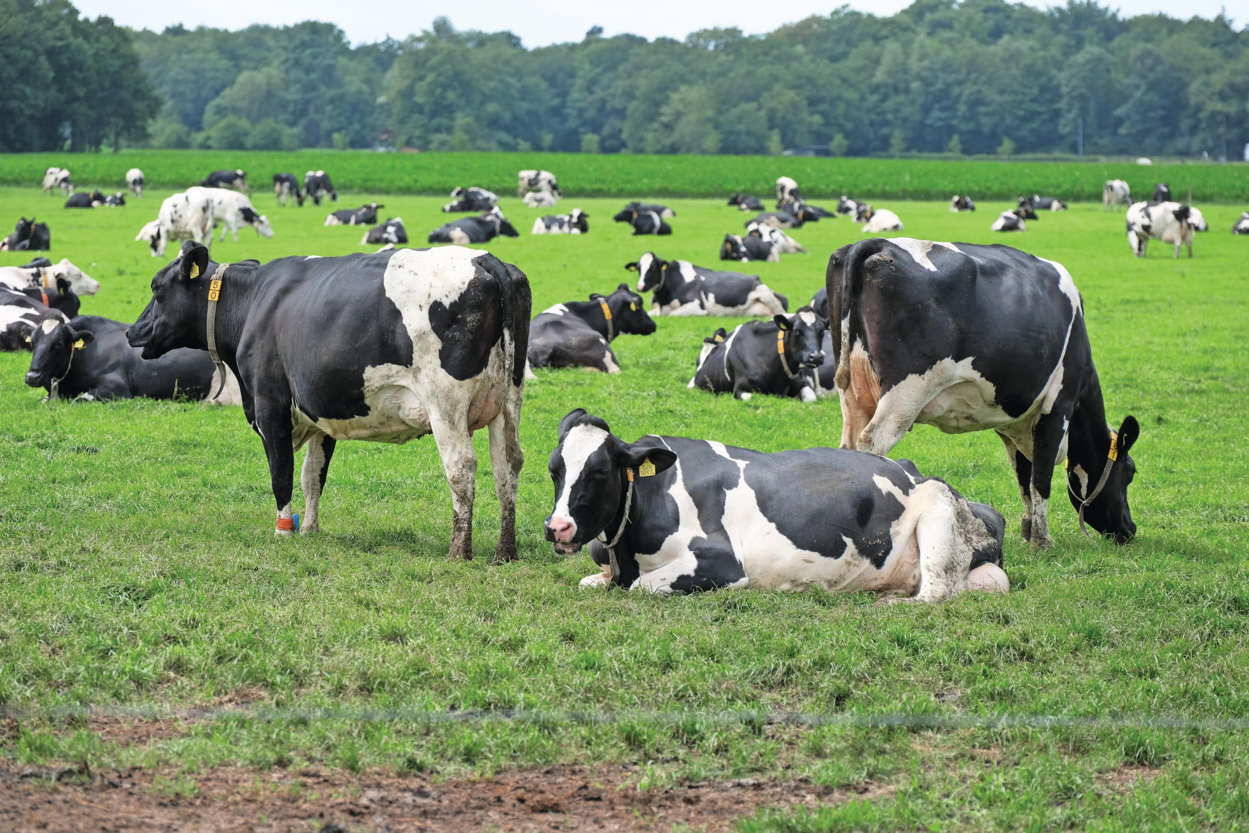 Foto: Jan Willem van Vliet