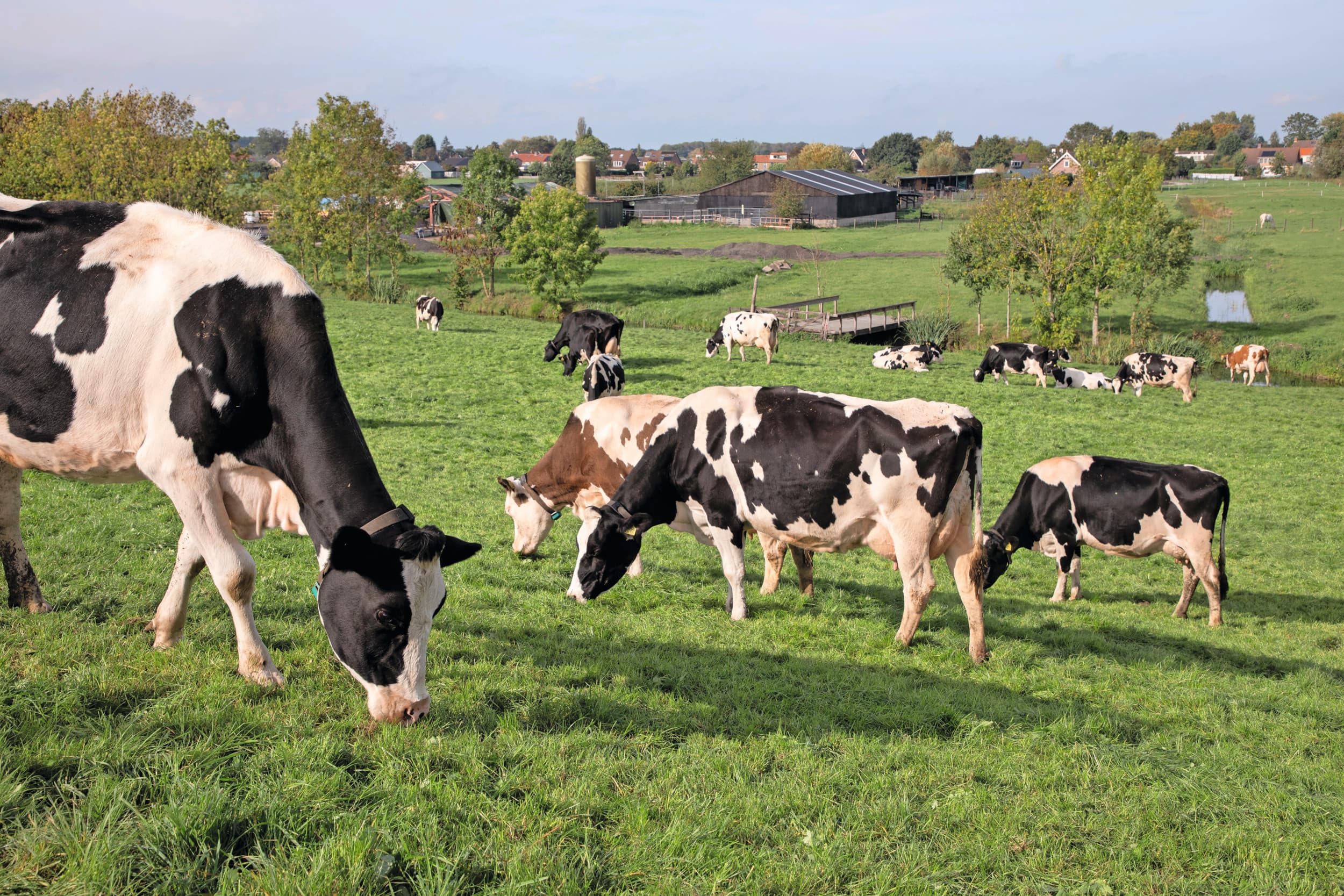 Weidegang in het Utrechtse IJsselstein. Weidemelk begon in 2007 vanuit Friesland Foods om weidegang te stimuleren. Weidemelk betreft nu bijna alle basiszuivel in de supermarkten. Foto: Herbert Wiggerman