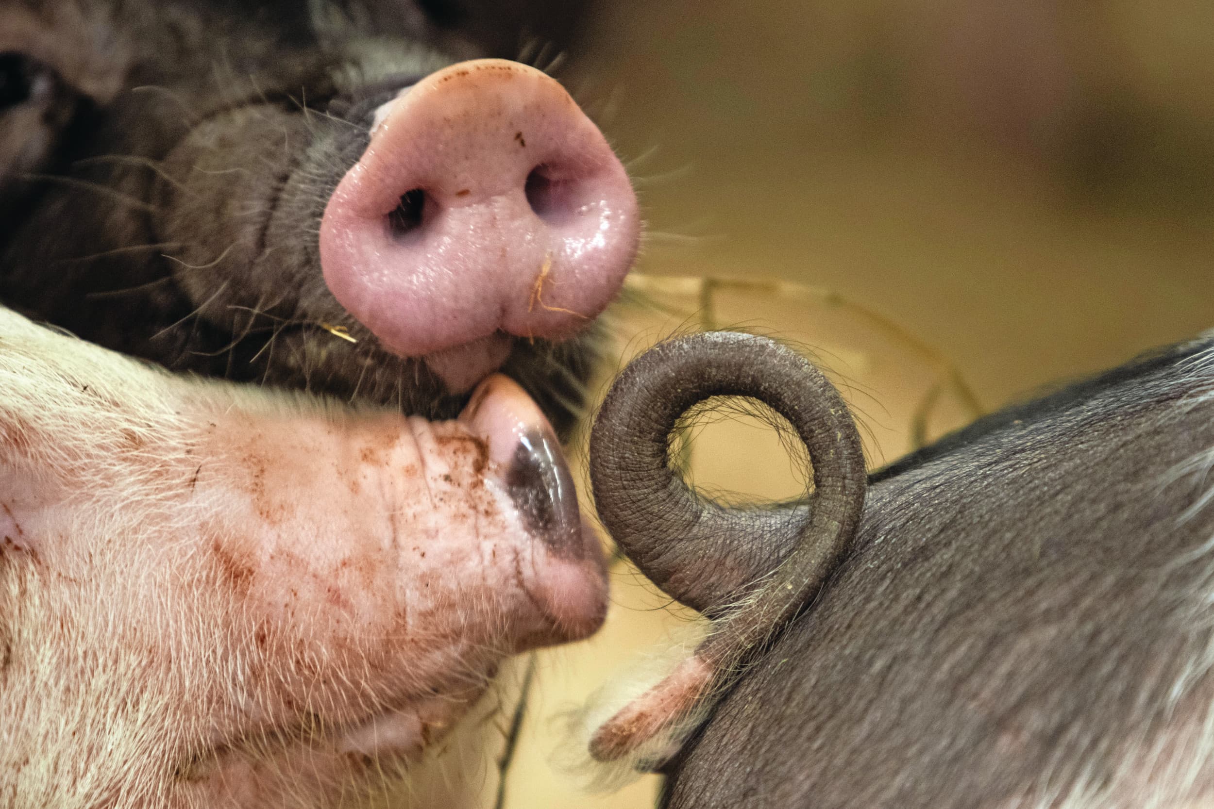 Varkenshouders zijn nu nog terughoudend in het houden van varkens met lange staarten, maar gaan aan de slag richting 2030. Foto: Ronald Hissink