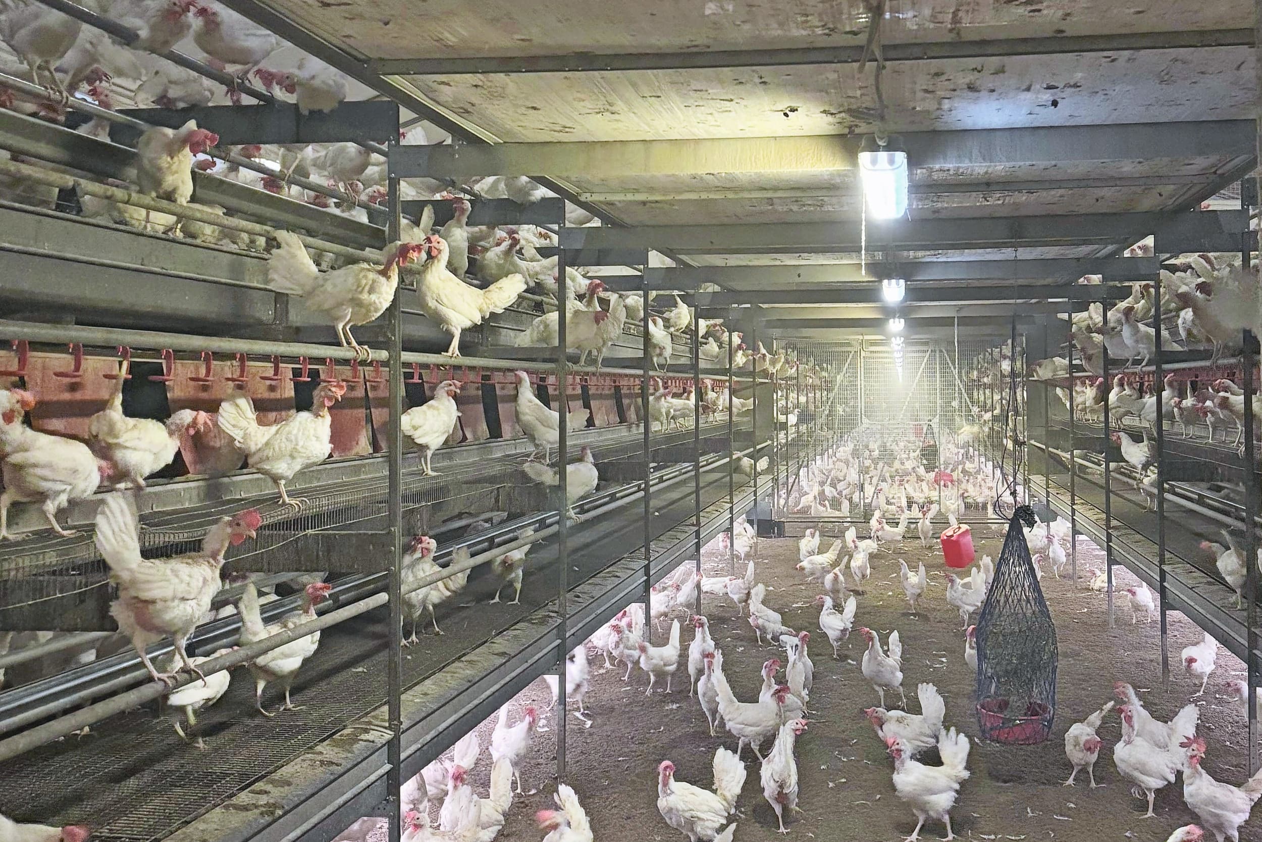 stal aanpassing biologisch pluimvee