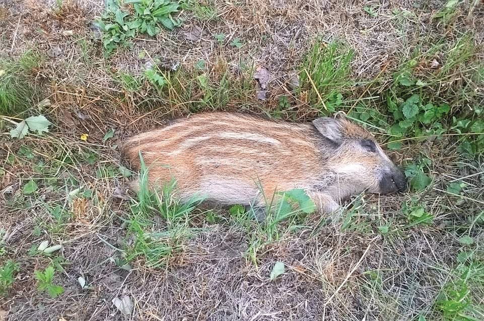 Dood wild zwijn door Afrikaanse varkenspest, gevonden in een bos in Tsjechië. Foto ter illustratie. Foto: Czech State Veterinary Authority