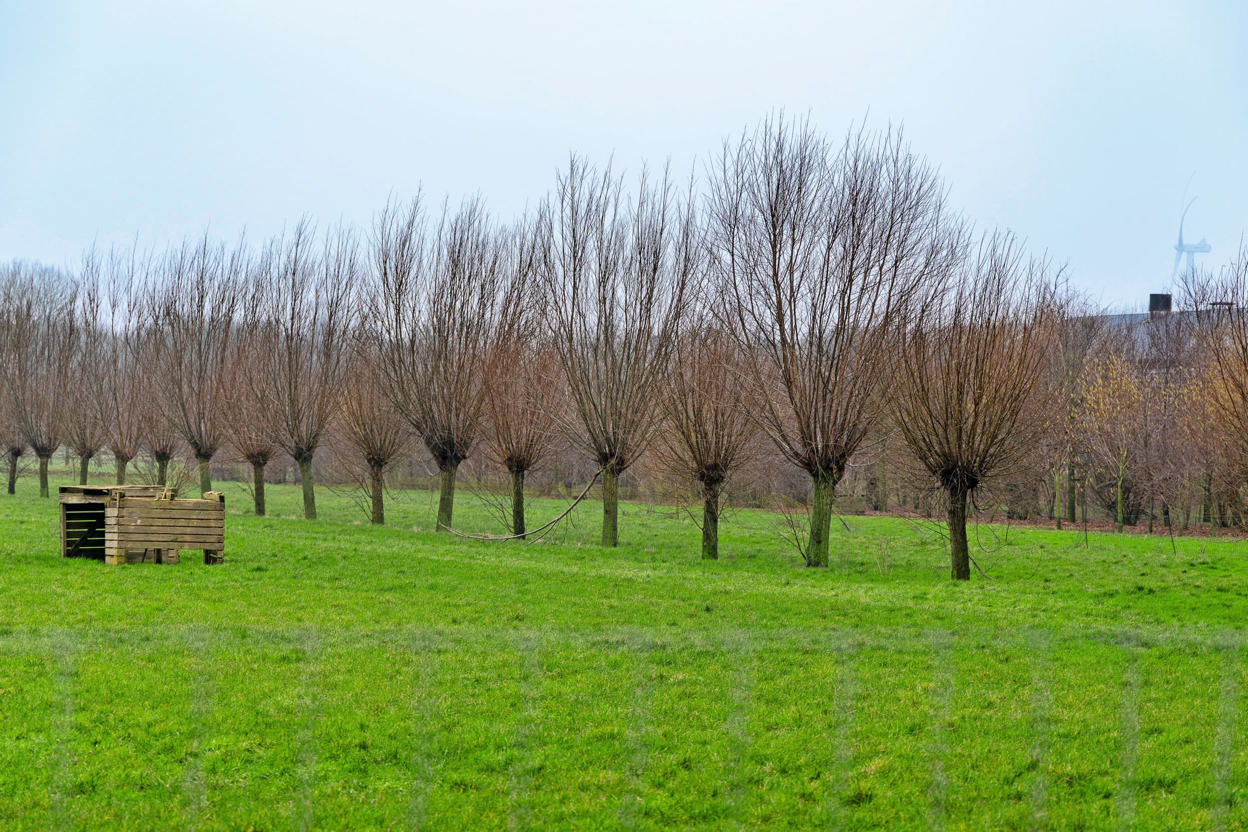 De vogelgriepdreiging houdt begin dit jaar onverminderd aan. De buitenuitloop is leeg en omvat 7 hectare en staat vol met knotwilgen. Foto: Koos Groenewold