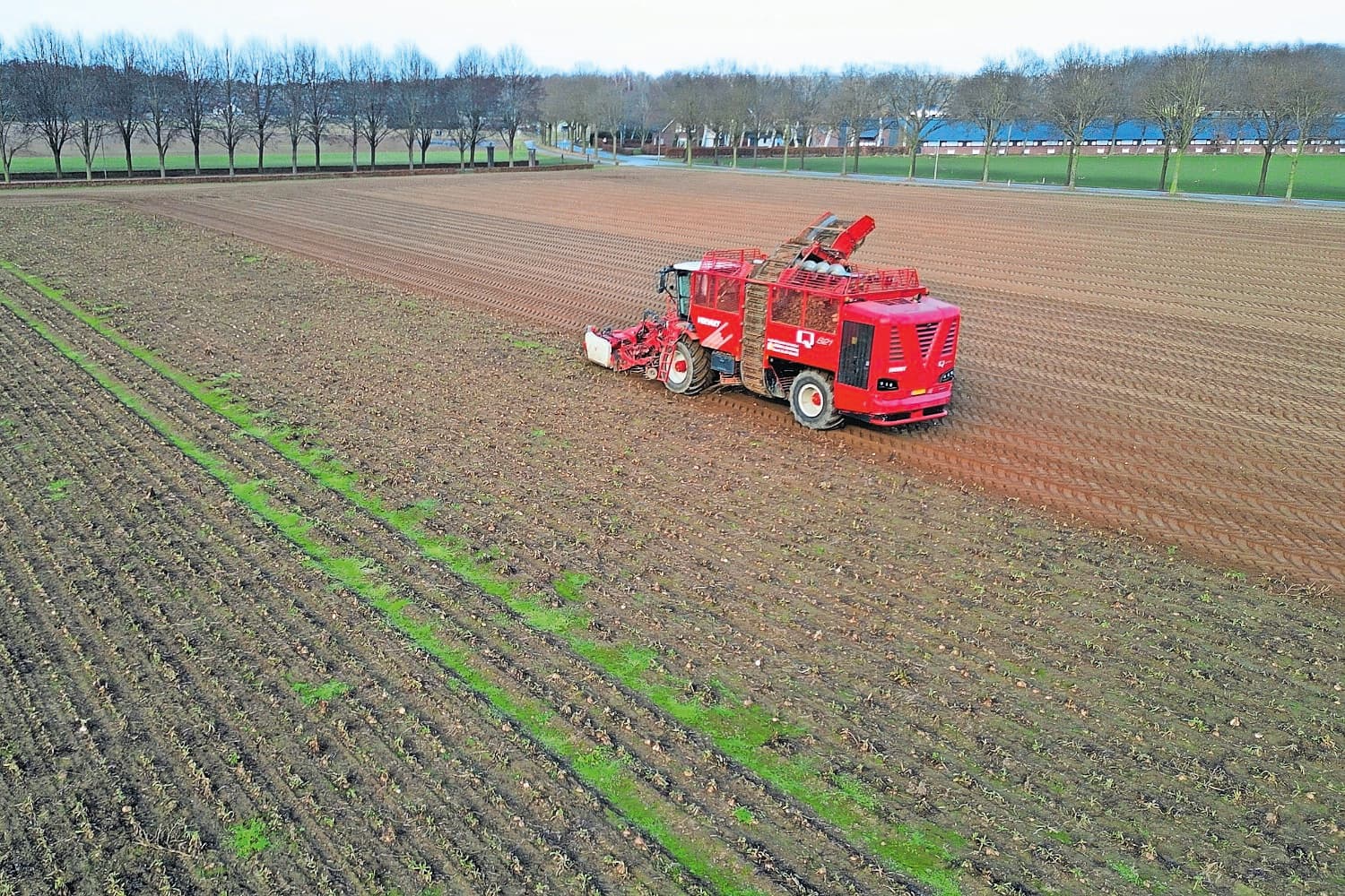 Video | Cichorei oogsten in februari: uitzonderlijk late oogst