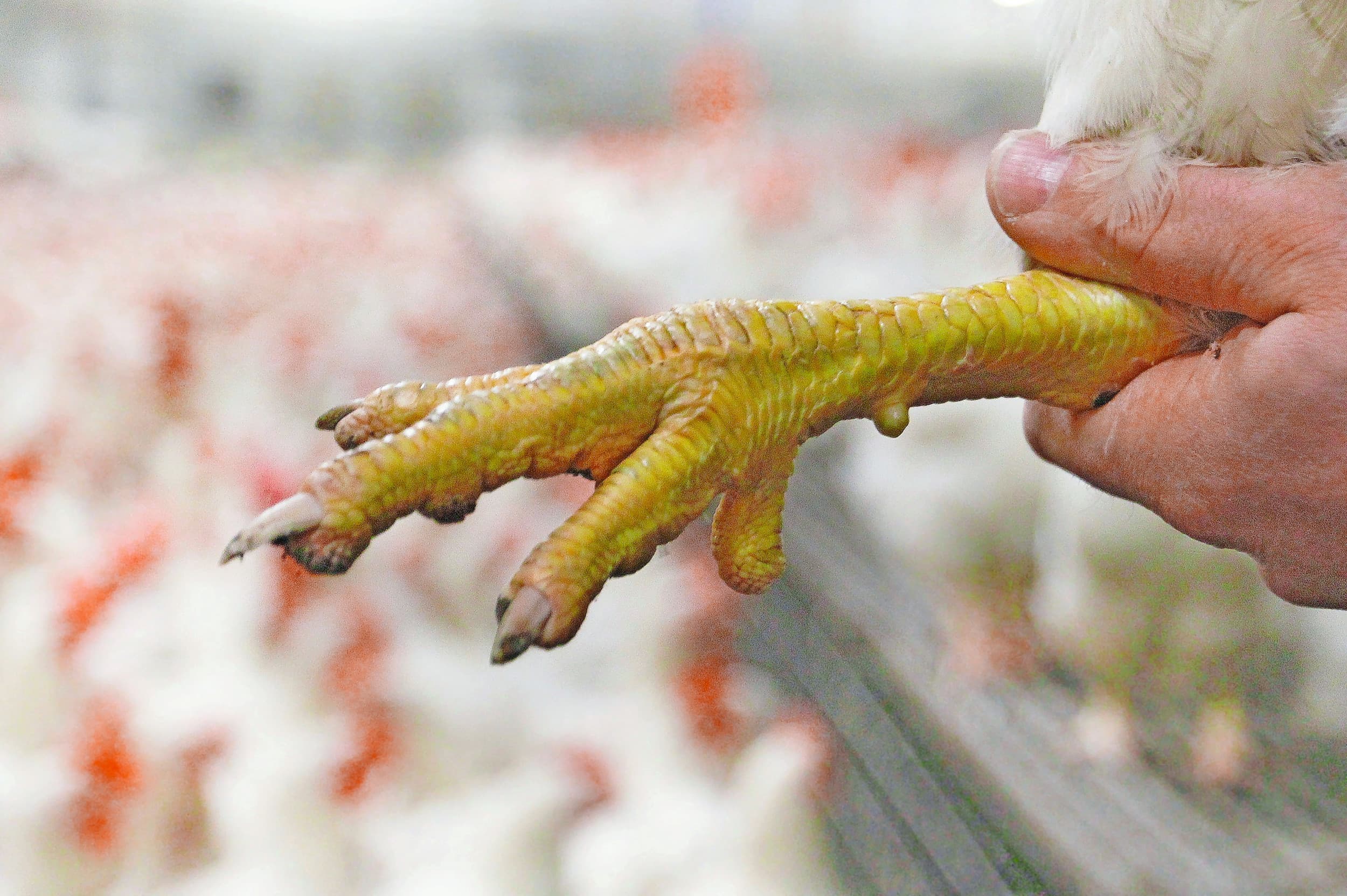 Hanenpoot waarvan de achterste (kleine) teen is behandeld (zonder nagel). De behandeling bestaat uit het afsnijden van een deel met een ‘hot blade’ en het wondje dichtschroeien. Foto: Wageningen Livestock Research