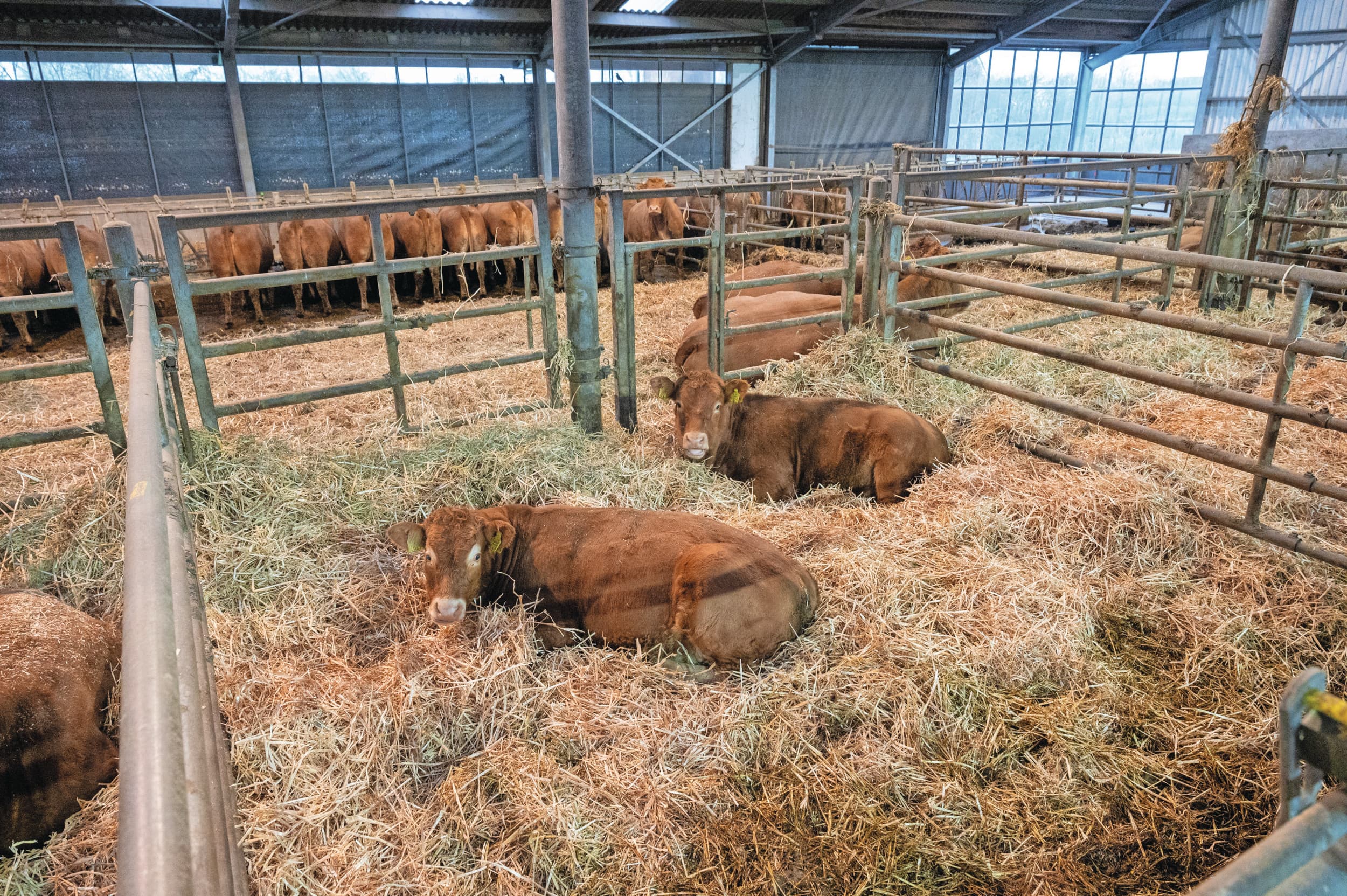dierwaardige veehouderij
