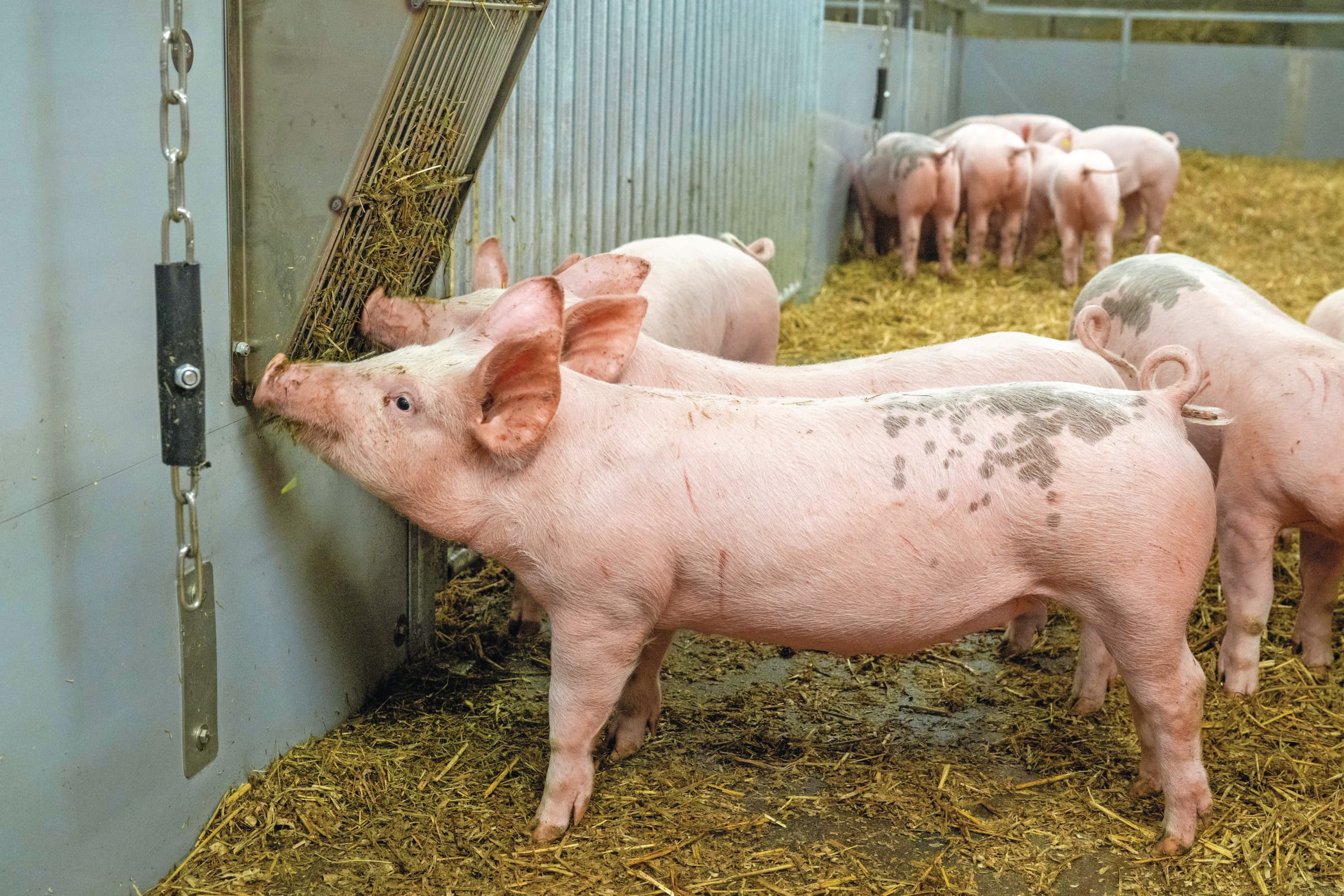 investeren in jonge boeren