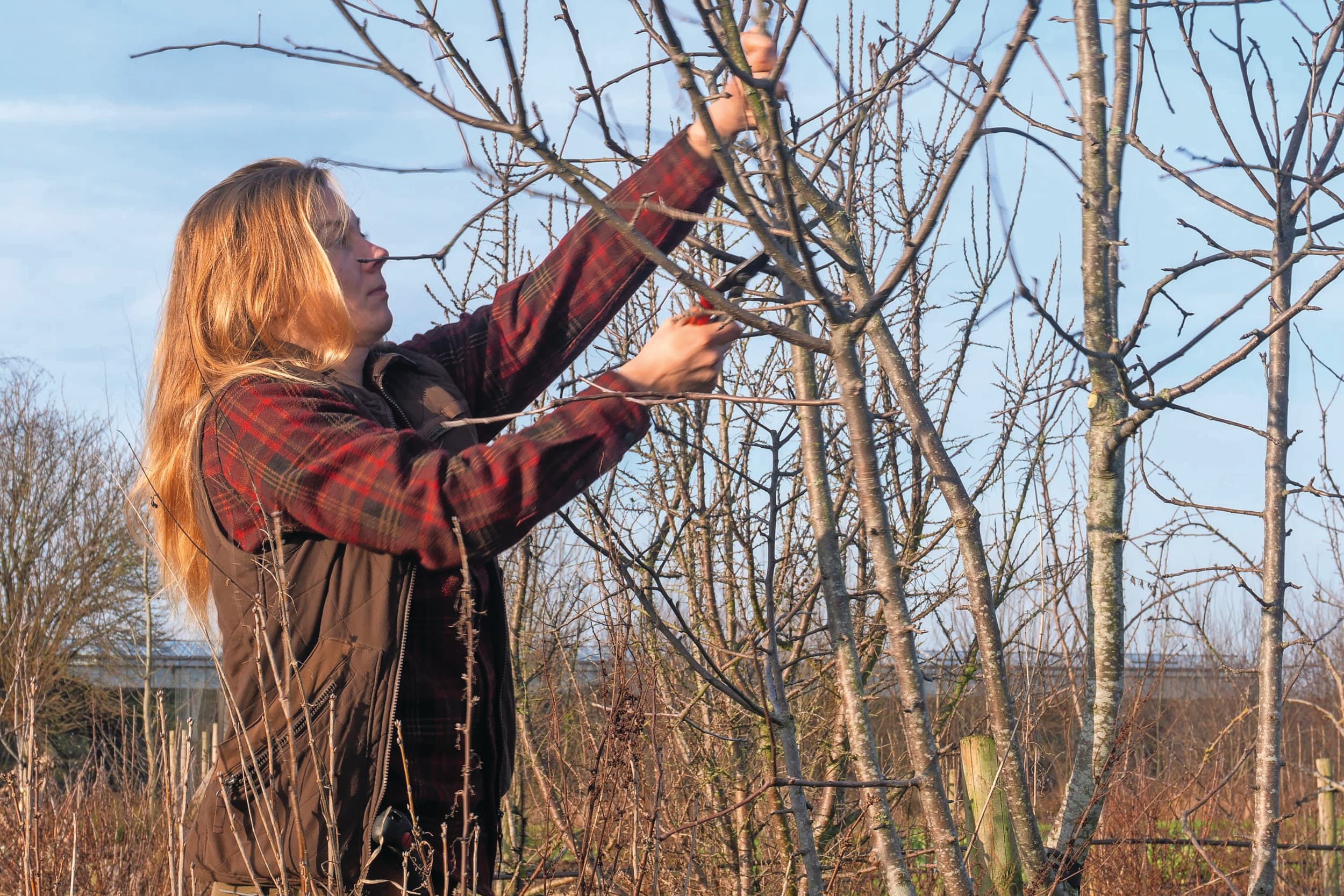 Fruitbomen snoeien agroforestry