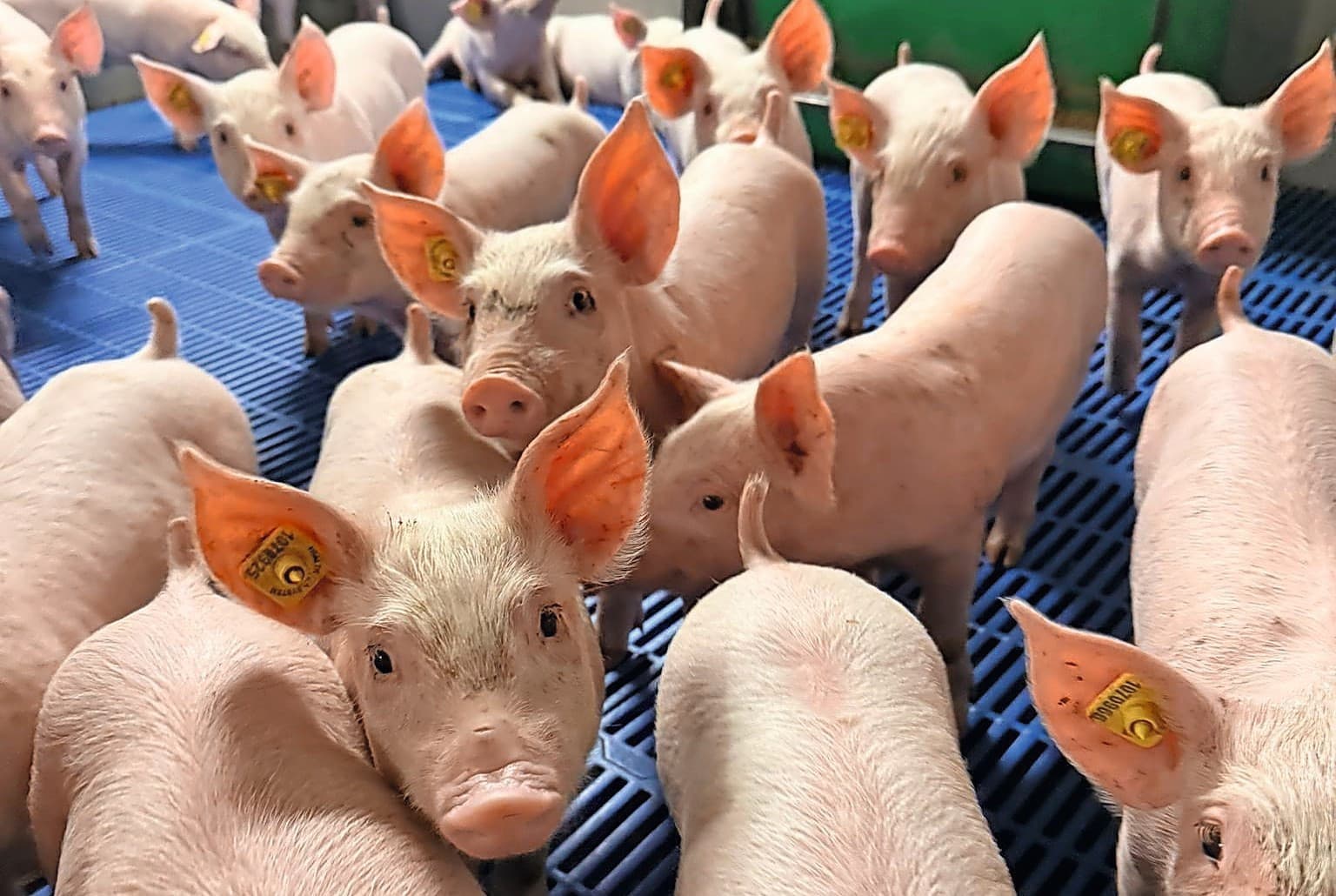 Sinds vorig jaar wordt iedere big gechipt en sinds dit jaar iedere zeug bij Hannen Agri BV. Foto’s: Dick van Doorn