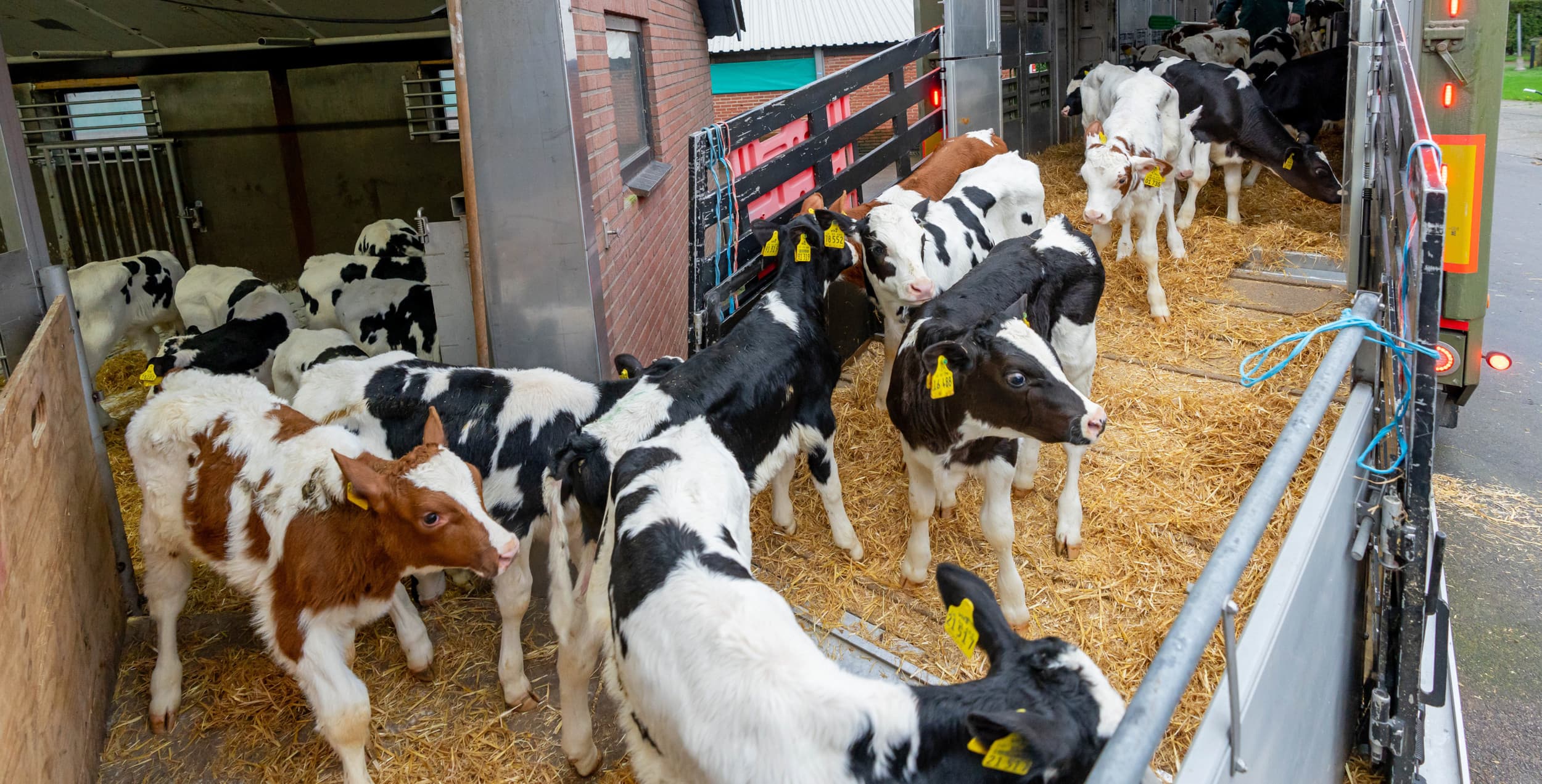 Kalveren lossen. De Ierse belangenorganisatie voor de landbouw verwacht geen uitvoerbeperkingen door blauwtong in Ierland. Foto: Jan Willem Schouten
