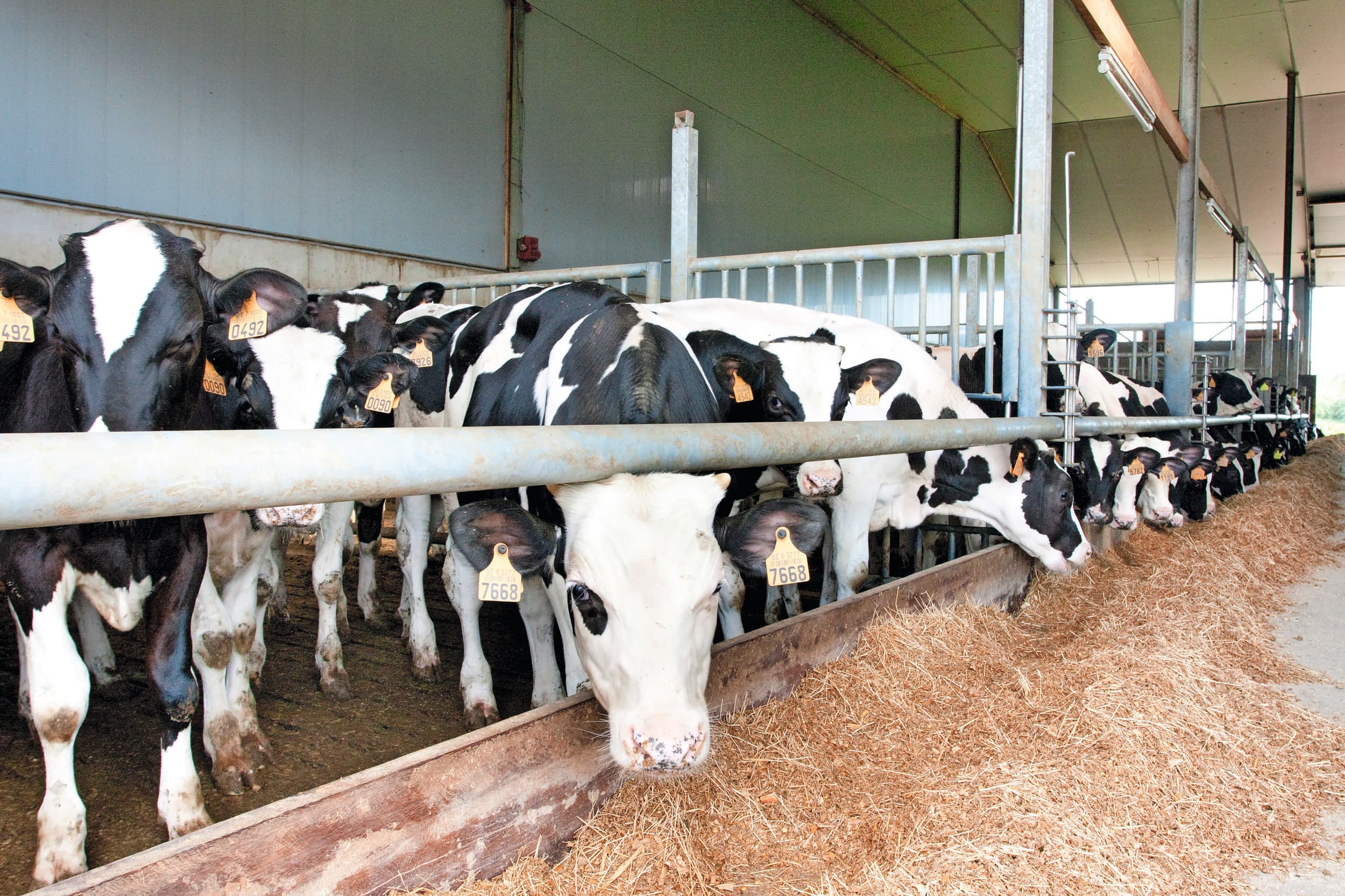 Vretende rosékalveren. Ze krijgen relatief veel eiwitrijk voer, zoals raapschroot. Dit is sterk in prijs gestegen. Er waren aanvoerproblemen. Foto: Bart Nijs
