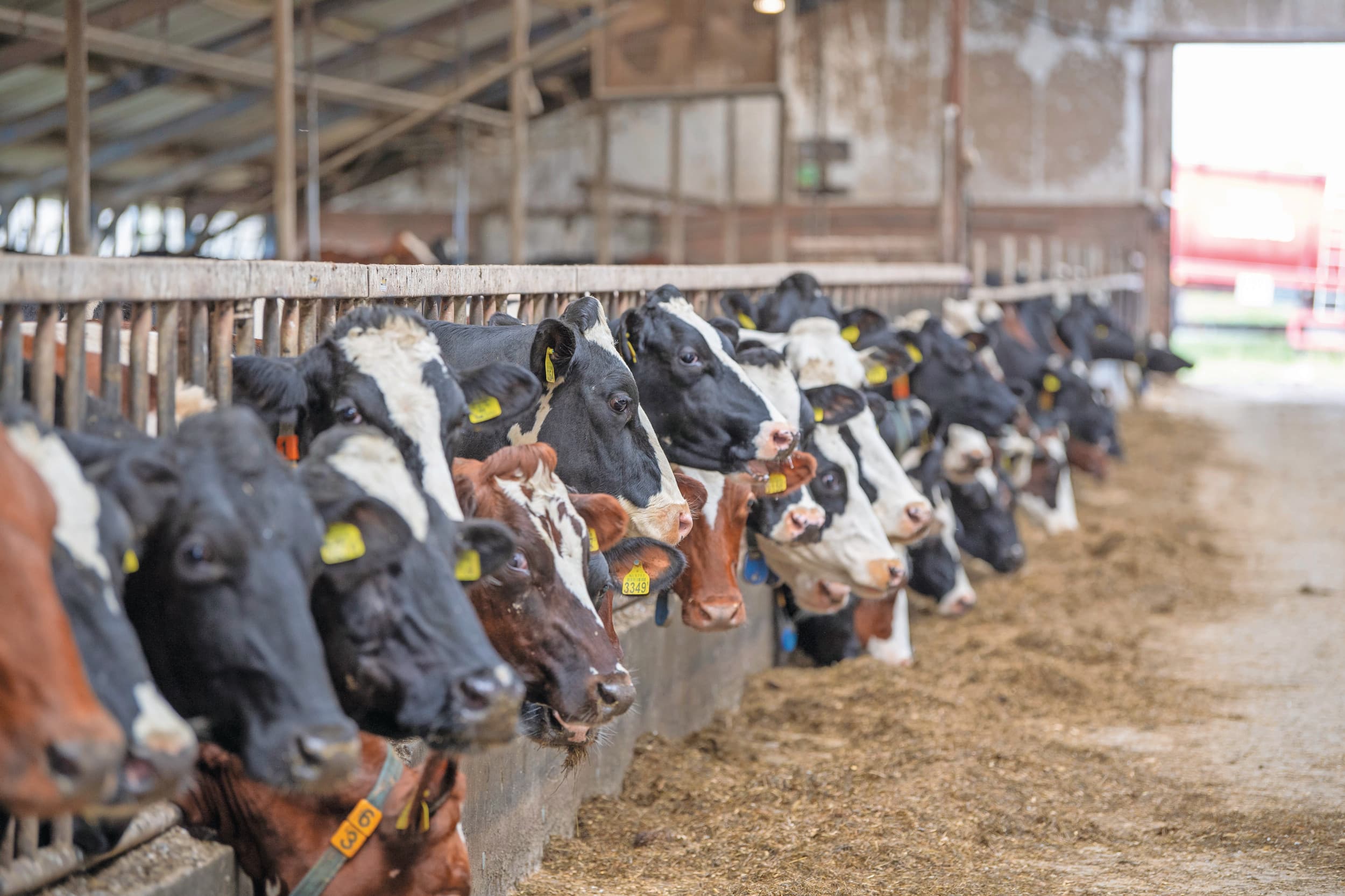 Het aanstaande kabinet-Jetten haalt de zelf gestelde stikstofdoelen in 2035 niet, blijkt uit een analyse van CPB en PBL. Ook zijn er veel onzekerheden over de maatregelen die het kabinet wil nemen. Foto: Mark Pasveer