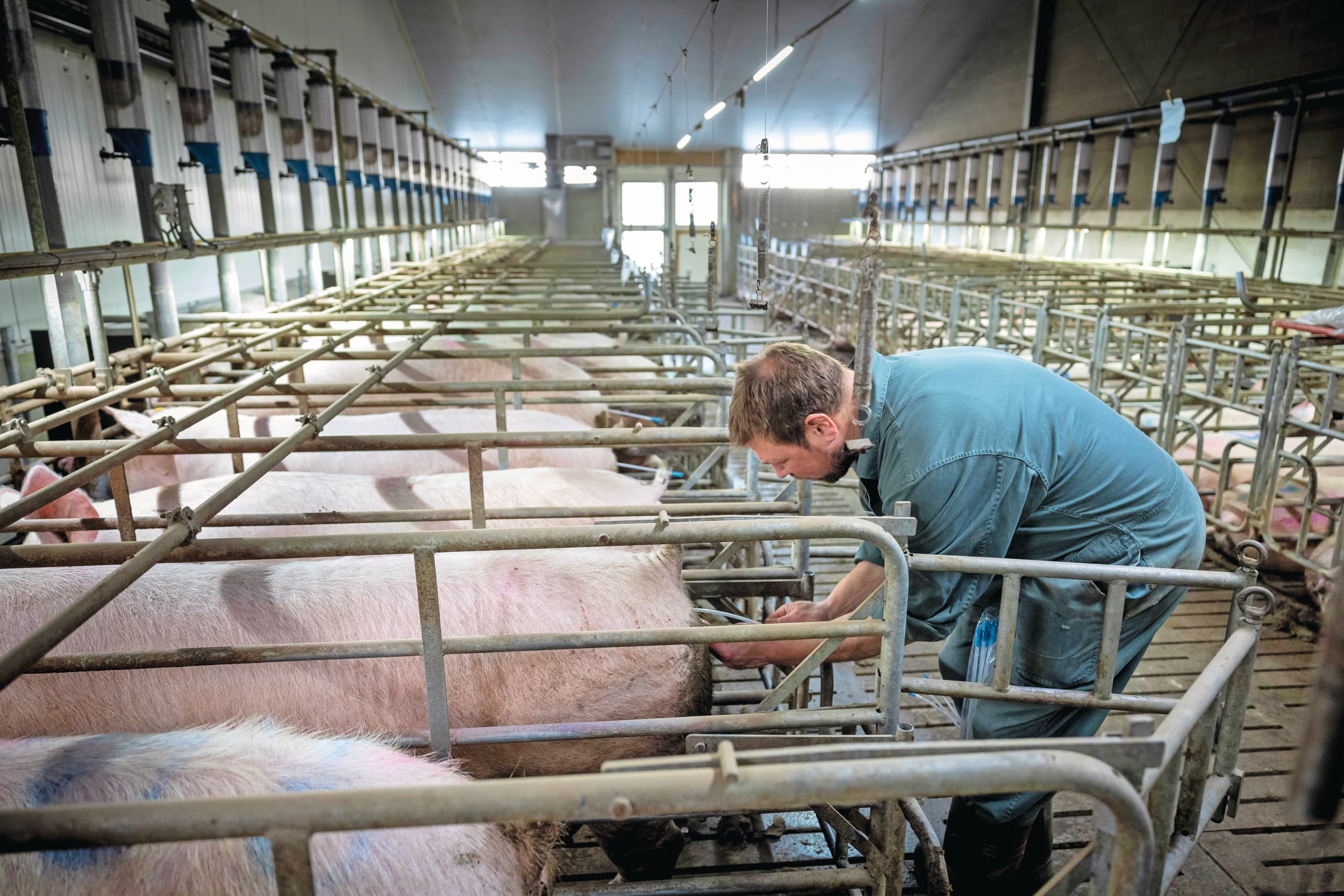 Het insemineren van zeugen. Nederland telt sinds begin dit jaar vier ki-organisaties die actief zijn in de varkenshouderij. Nieuwkomer GFS heeft op twee locaties beren, in Land van Cuijk en Fleringen. Foto: Wouter de Wilde