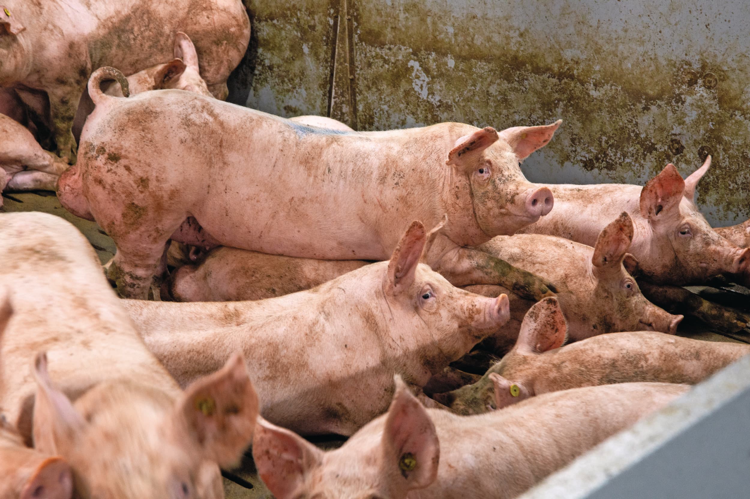 Varkens enkele kilo’s zwaarder afleveren kan de marge soms flink ten goede komen, omdat de dieren in de afmestfase niet snel vervetten. Aan het realiseren van de maximale marge gaat veel rekenwerk vooraf. Foto: Twan Wiermans