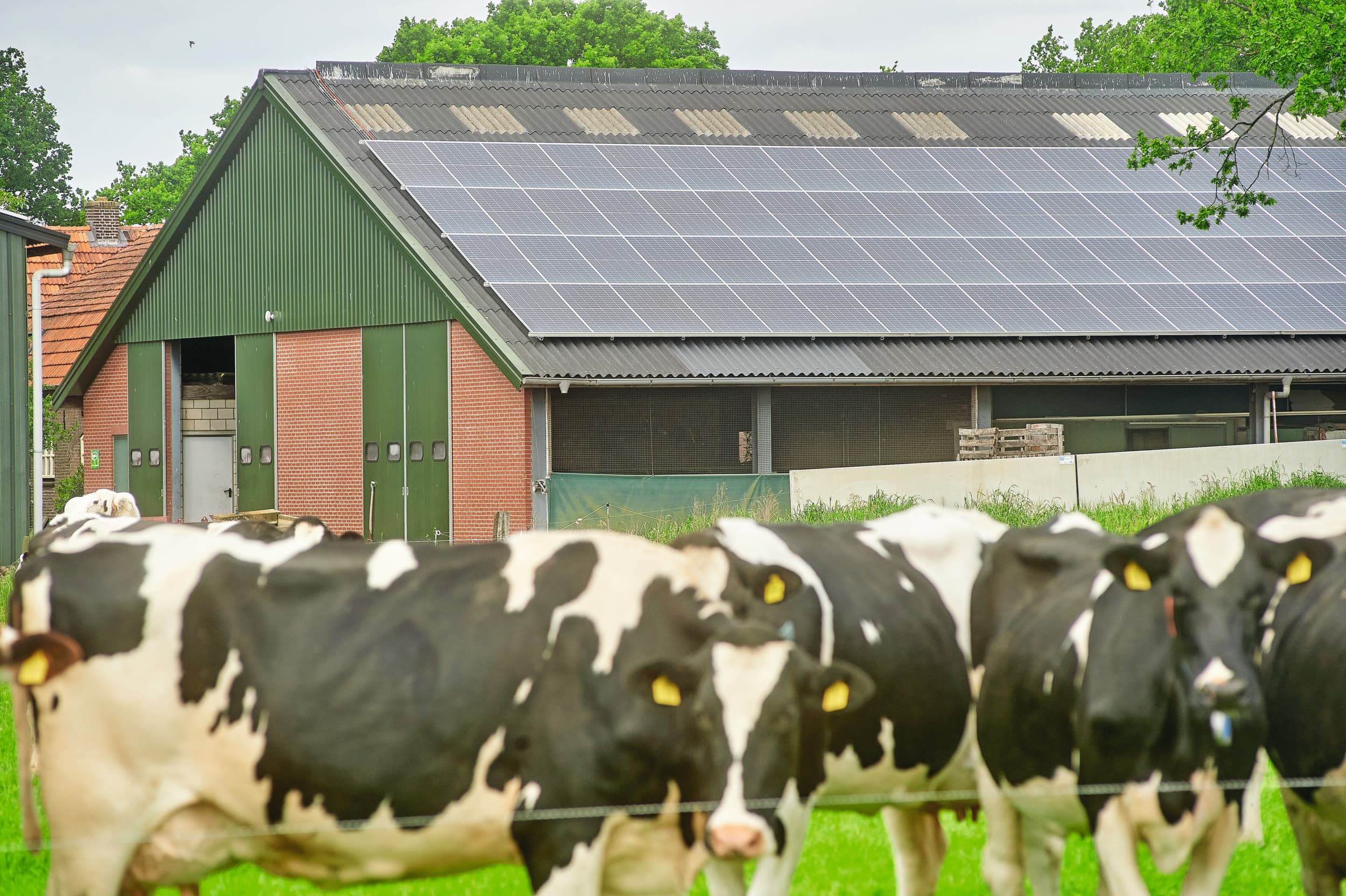 Het aantal melkveebedrijven dat de Nederlandse melkproductie van 13,9 miljard kilo vol maakt, ligt rond 13.400. Foto: Van Assendelft