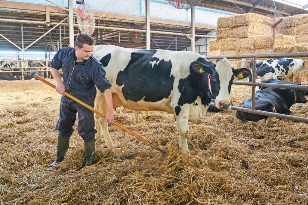 De melkveehouderij telt 380 melkkoeien. Het grootste deel van de melk gaat naar FrieslandCampina, een deel houden ze voor het zelfzuivelen.