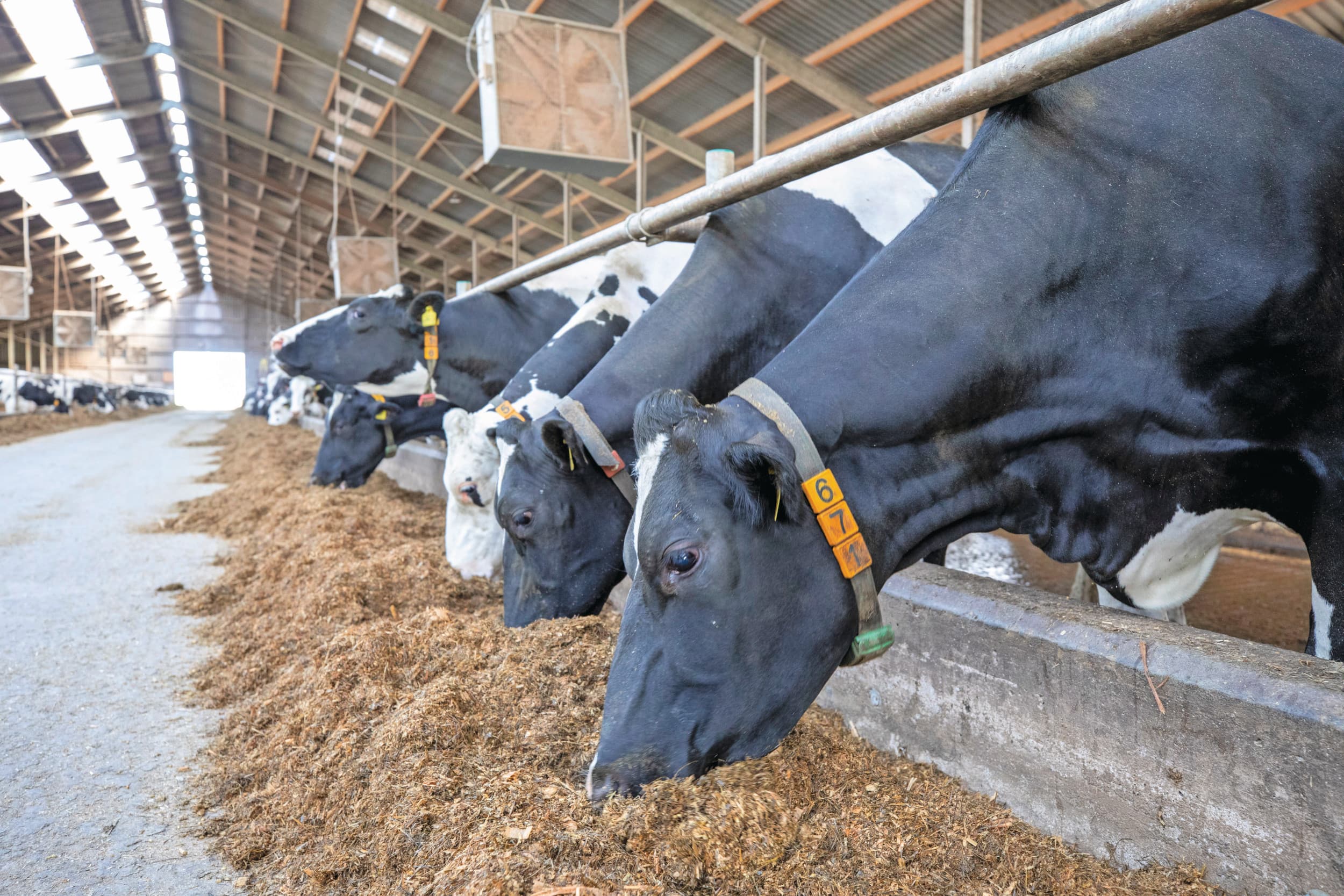 Ruwvoer van koeien bevat bijna altijd mycotoxinen. Normaal gesproken kan de koe dat prima aan. Alleen als er veel mycotoxinen zijn en de weerstand van de koe onder druk staat, kunnen er problemen ontstaan. Foto: Anne van der Woude.