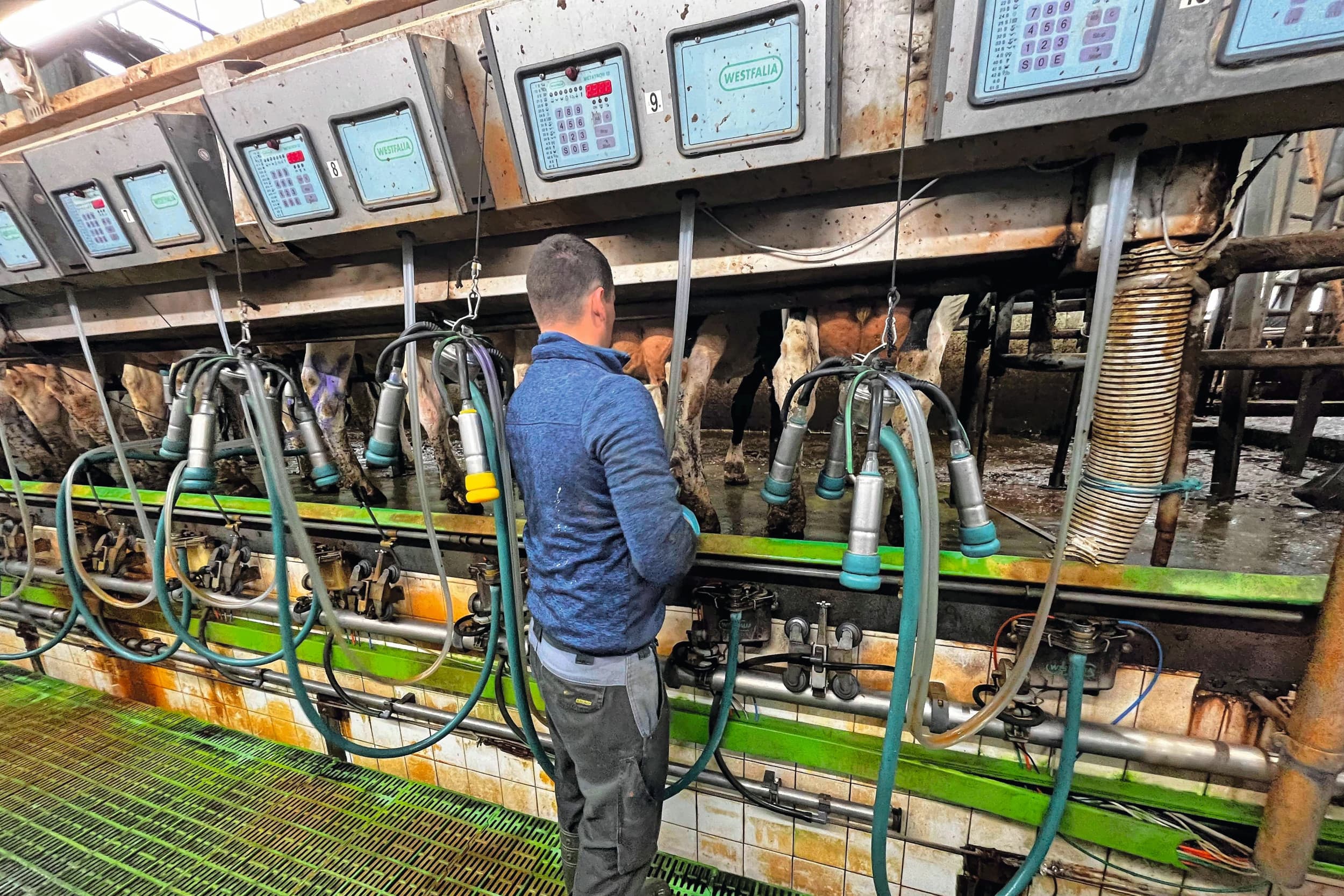 financieel resultaat melkveehouderij 2025