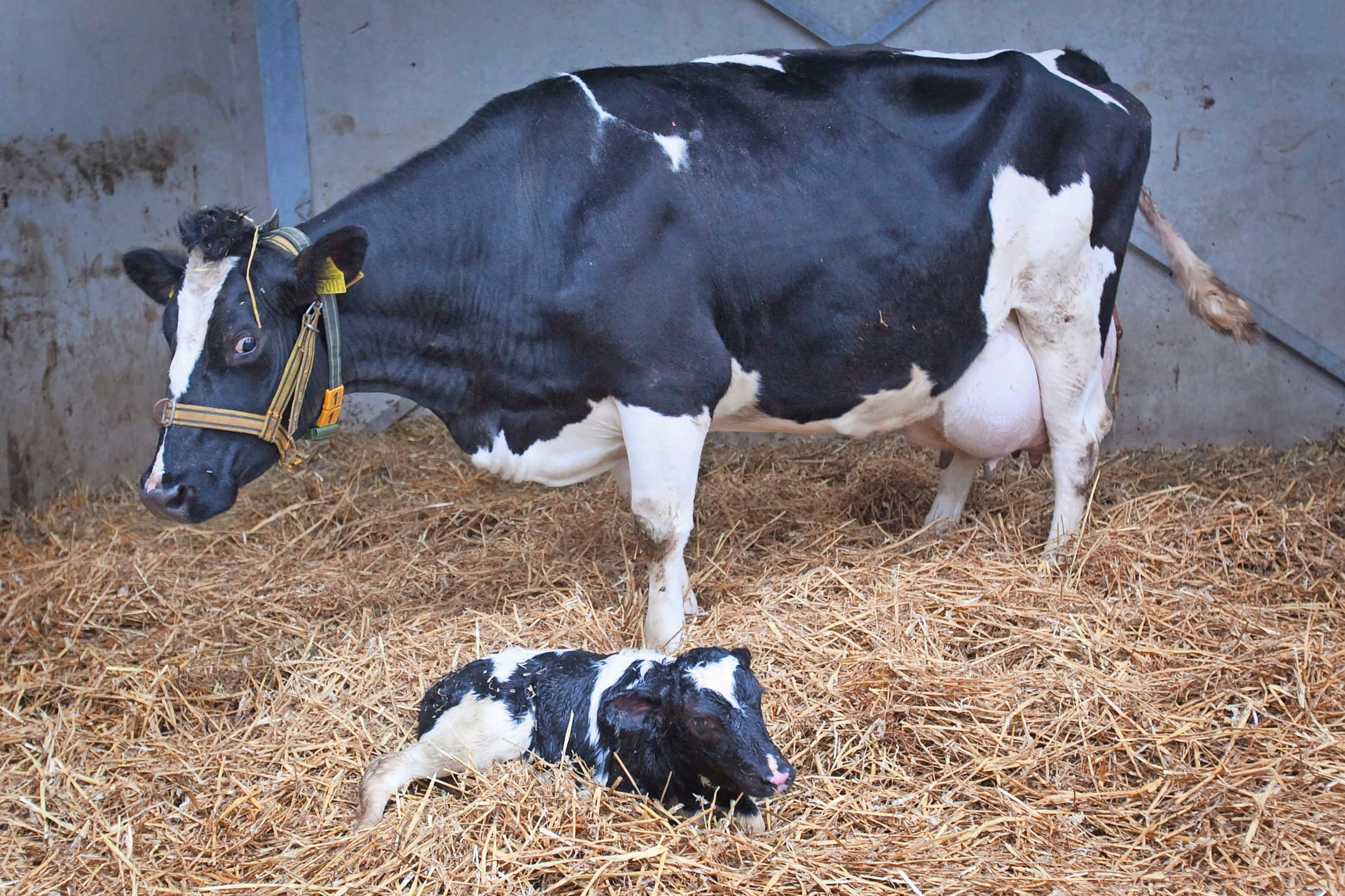 De koeien vermaken zich opperbest in hun strohok. Foto: Roel Dijkstra