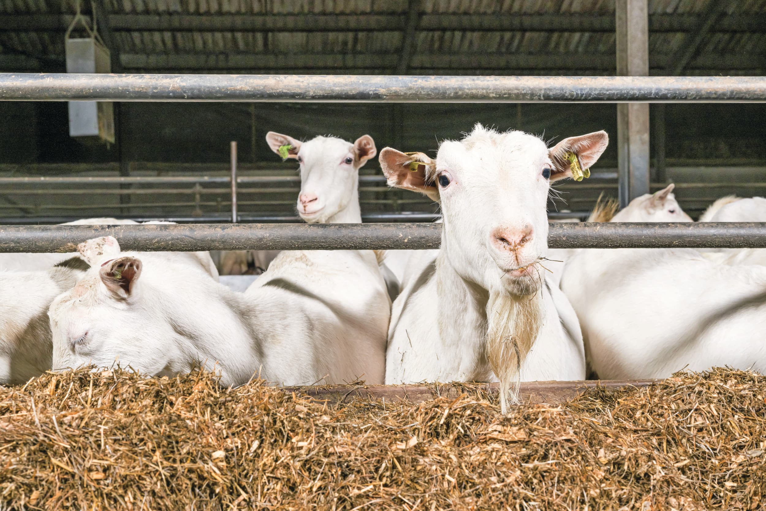 vermindering emissies geitenhouderij