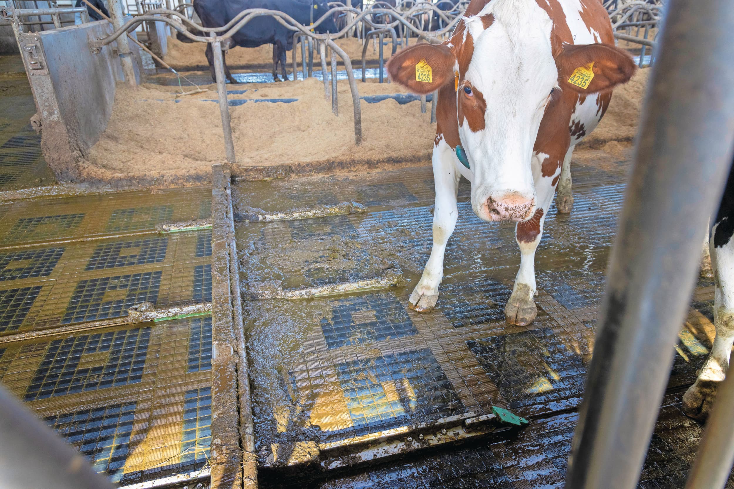 Bleu Label-vloer. Door gescheiden afvoeren van mest en urine heeft de vloer een berekende ammoniakemissie van 4,6 kilo per dierplaats per jaar. Foto: Koos Groenewold