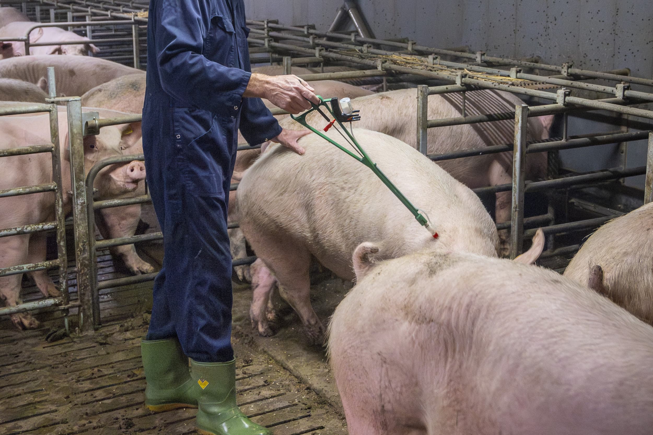 Vaccinatie zeugen tegen PRRS. Foto: Koos Groenewold