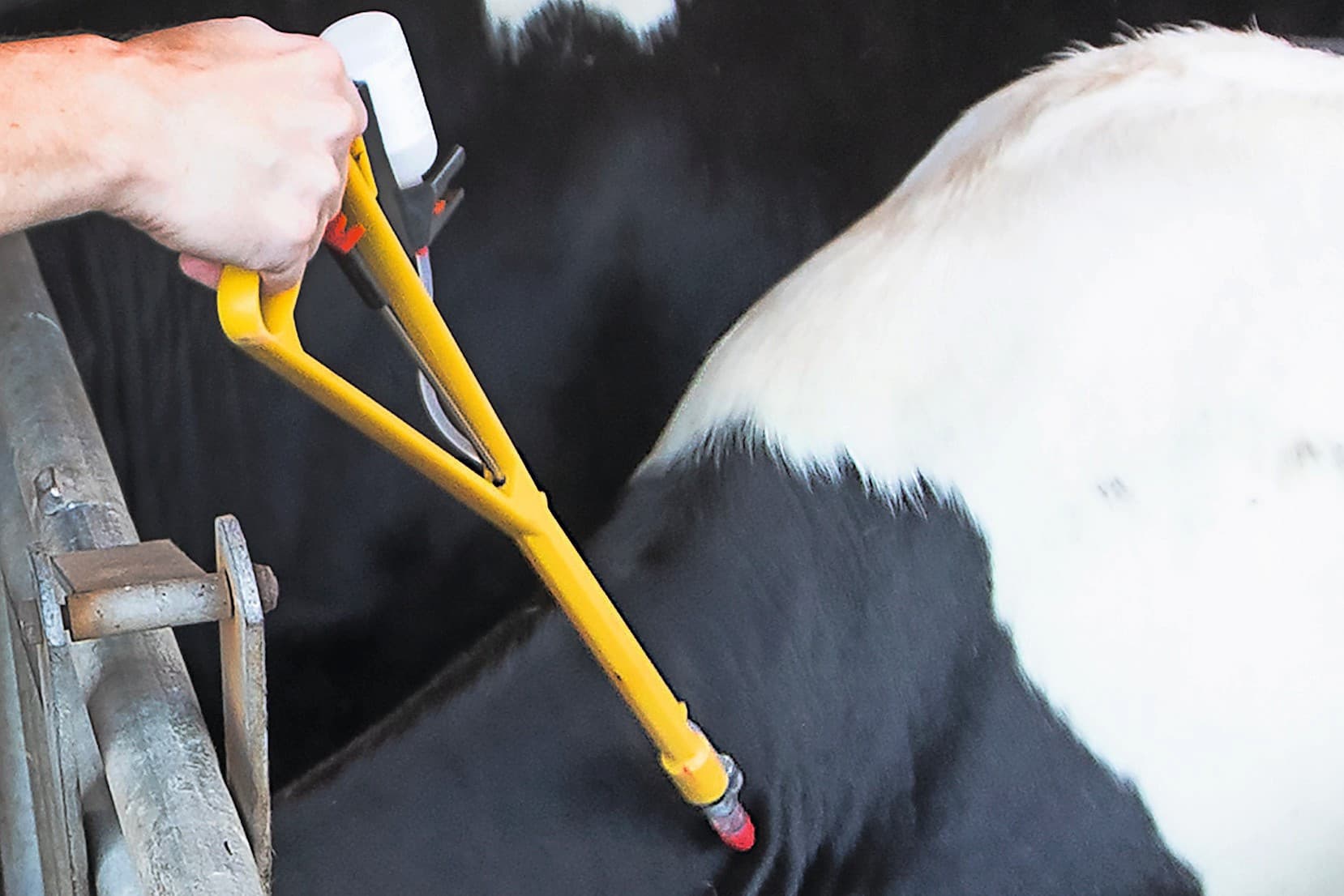 vaccinatie blauwtong BTV-3 en BTV-8