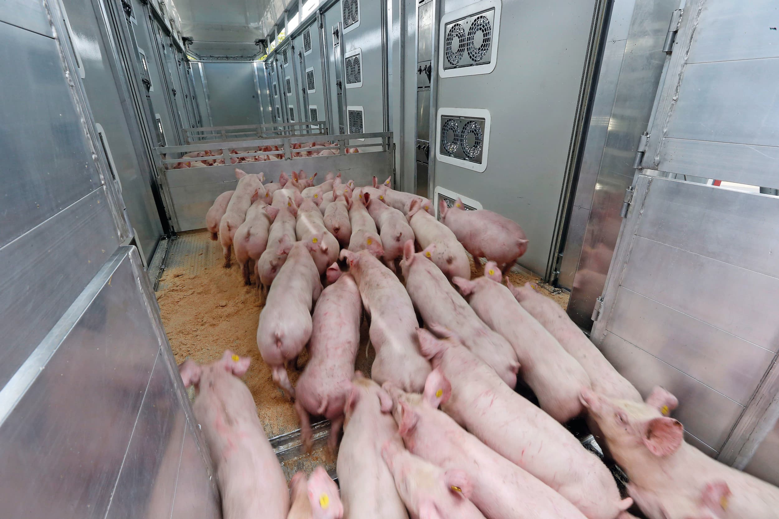 De Dierenbescherming wil de maximale temperatuur bij diertransporten verlagen. Afbeelding ter illustratie. Foto: Bert Jansen