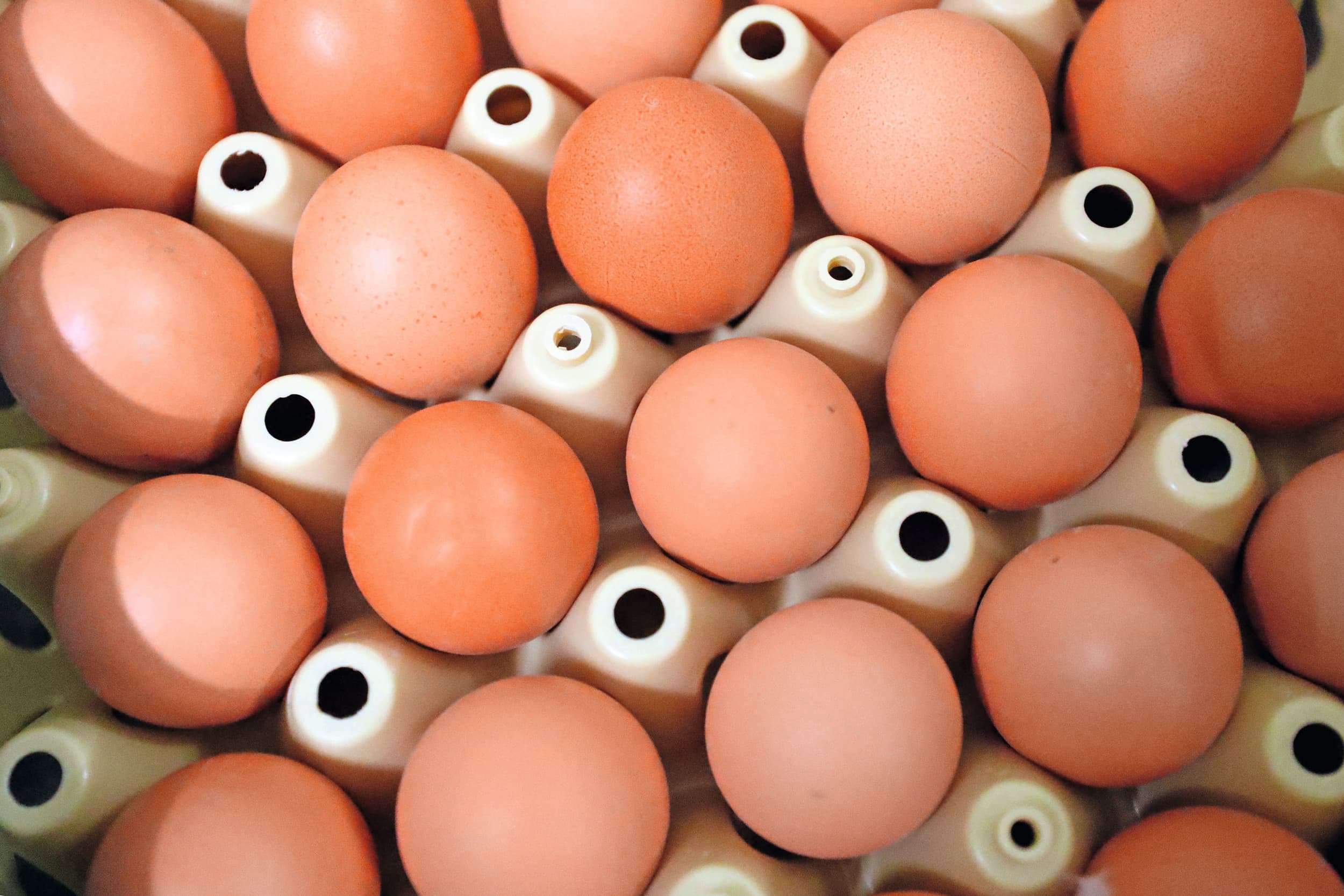 De Britse eierproductie is vorig jaar 5% toegenomen. Foto: Bert Jansen