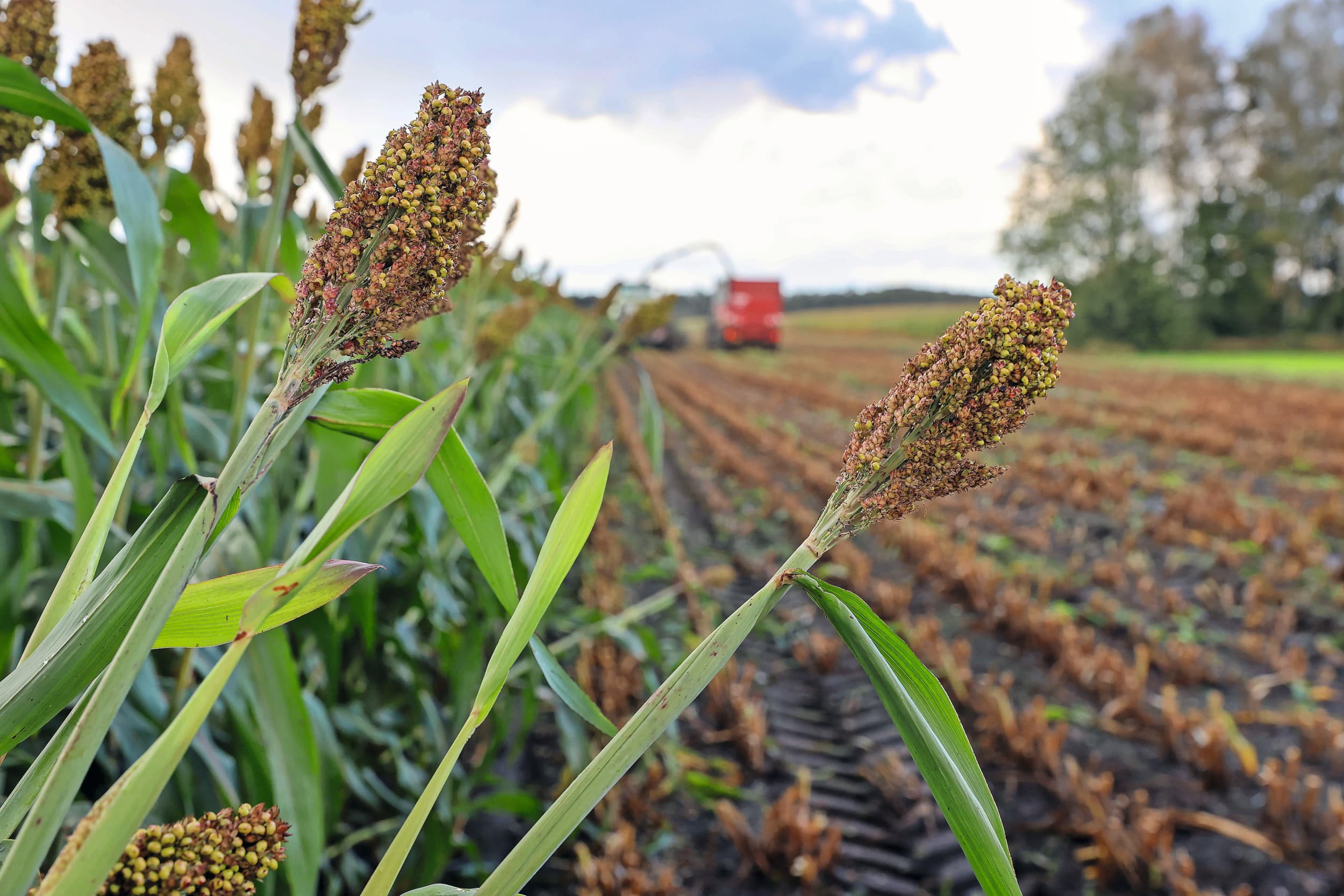 Sorghum wordt al langer in Nederland geteeld, maar kent geen groei in het areaal. Sorghum kan geteeld worden als rustgewas voor de eco-regeling. Gecombineerd in mais in verhouding 75-25 is de eco-regeling niet mogelijk, maar de teelt mag wel als rustgewas in de Nitraatrichtlijn. Foto: Bert Jansen