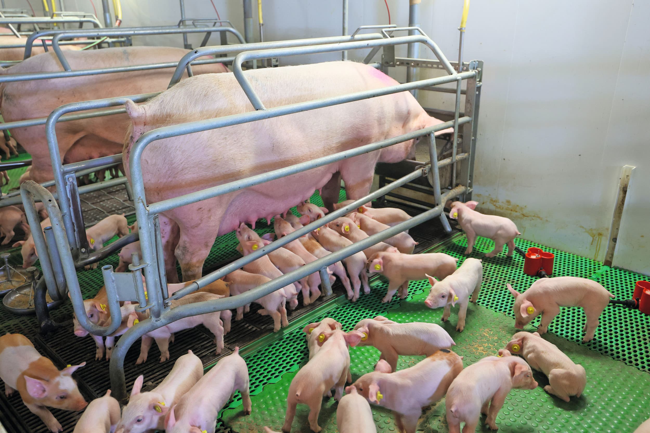 DanBred winststijging 2025