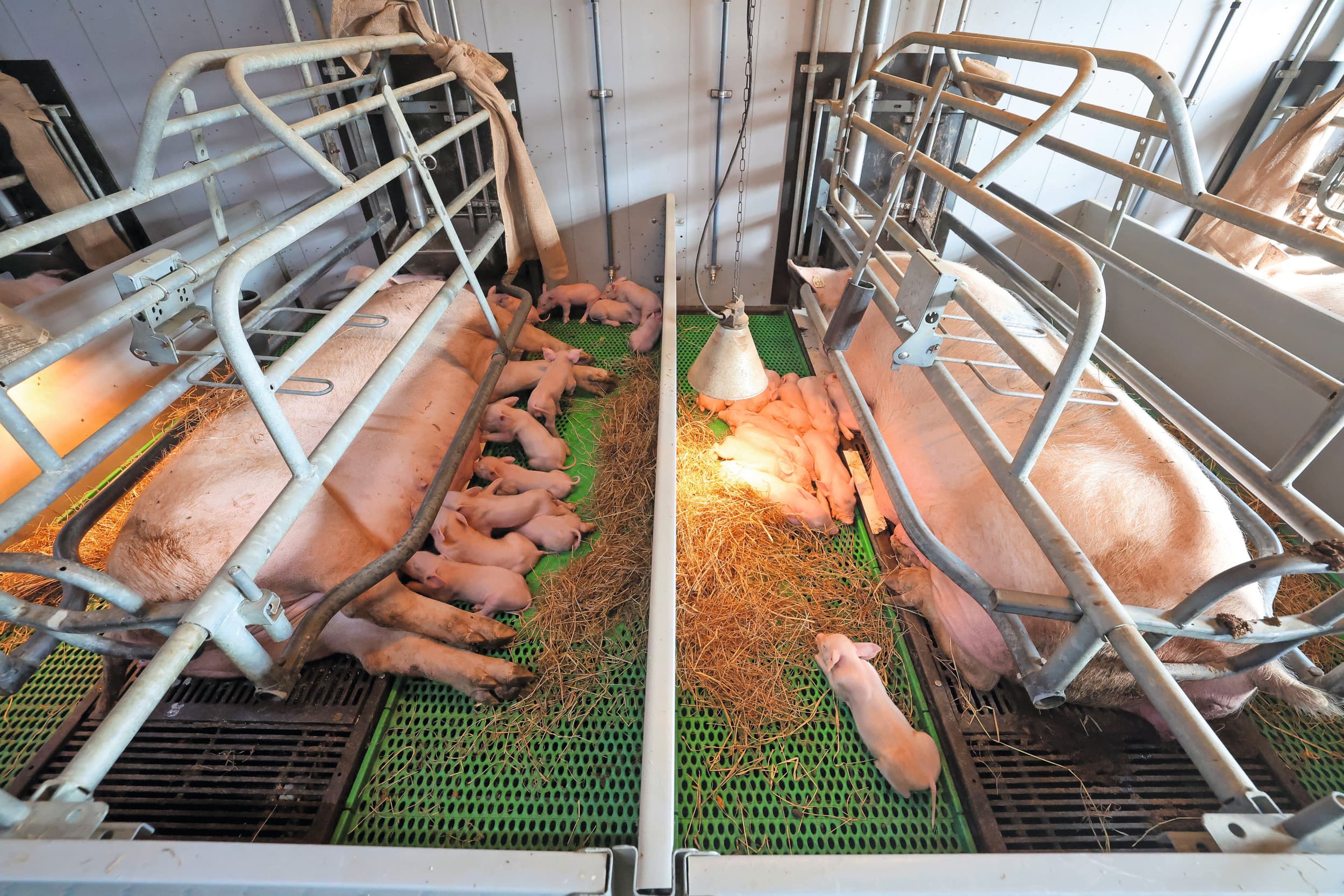 PRRS-resistente varkens Canada
