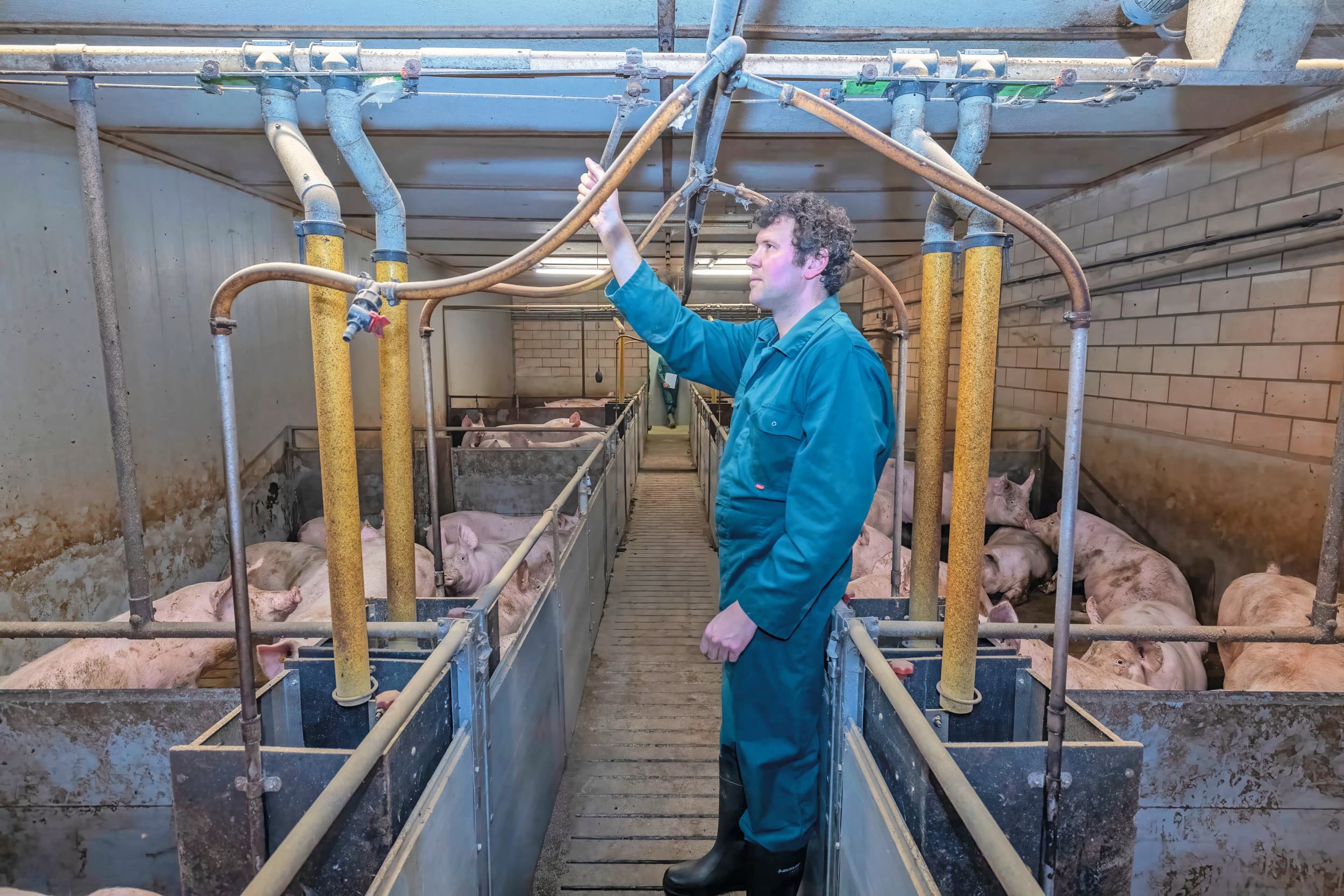 Meer-fasevoeding vraagt een beetje extra arbeid met één voerleiding in de stal. Voor de varkenshouders staat echter het resultaat voorop. Ze doen het werk in de stal met plezier.