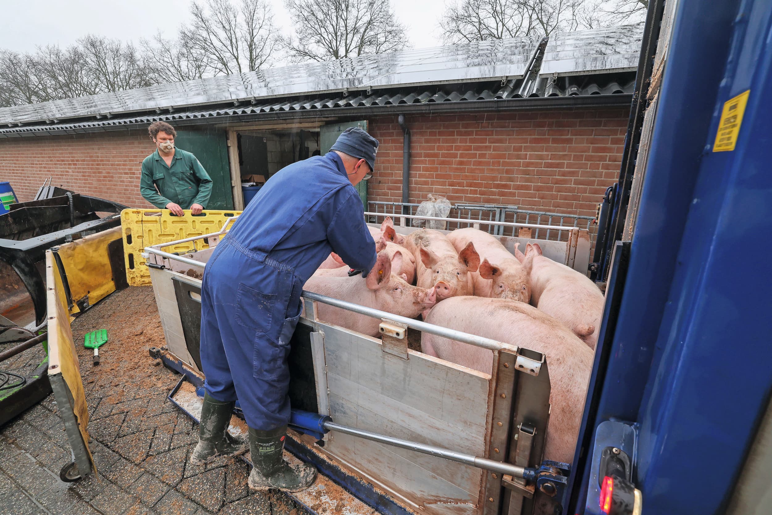 Varkens laden doet Bart zelf. Ze leveren gangbare varkens, borgen en gelten. Begin dit jaar komen de varkens loodzwaar aan de haak, soms ruim over de 100 kilo.