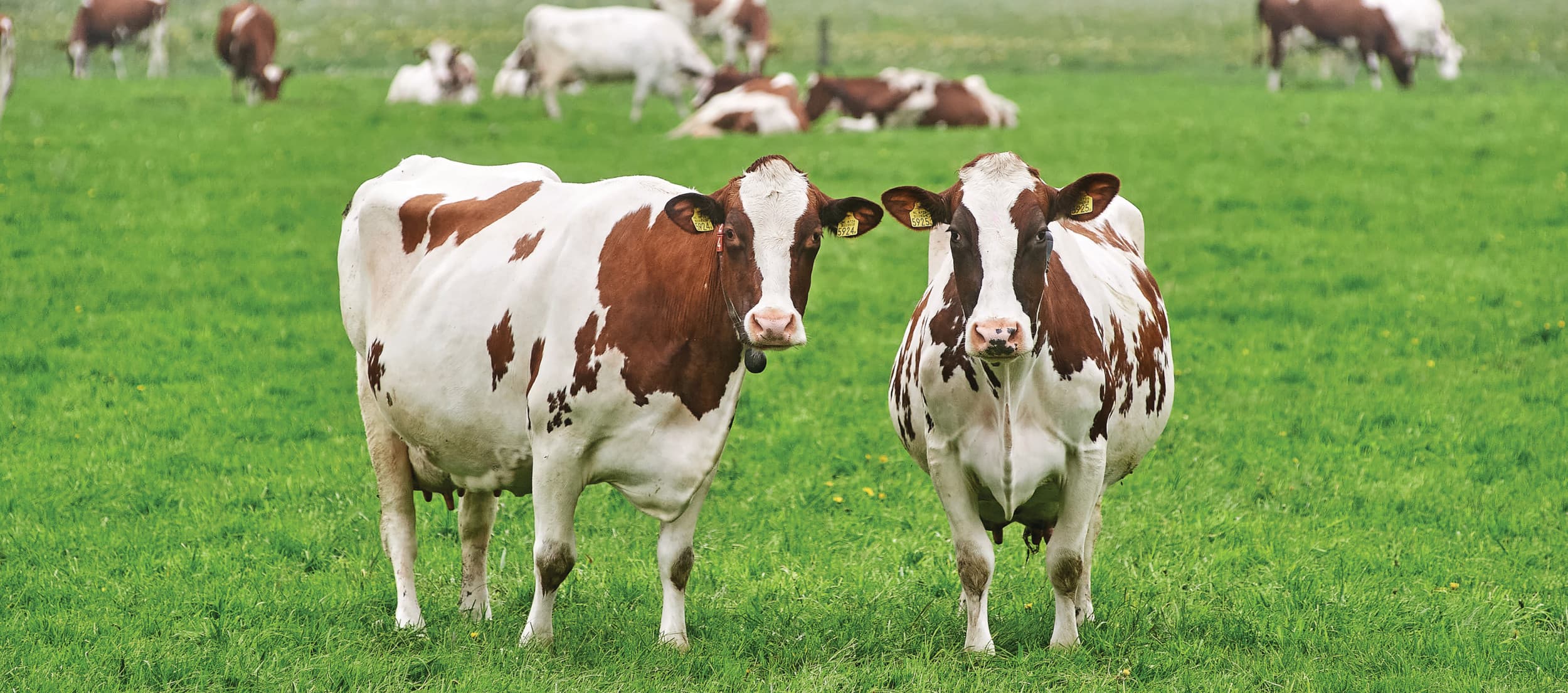 Op het platteland wonen en werken is genieten, maar het is mooi als het gras weer gaat groeien en de koeien naar buiten kunnen. Foto: Van Assendelft Fotografie