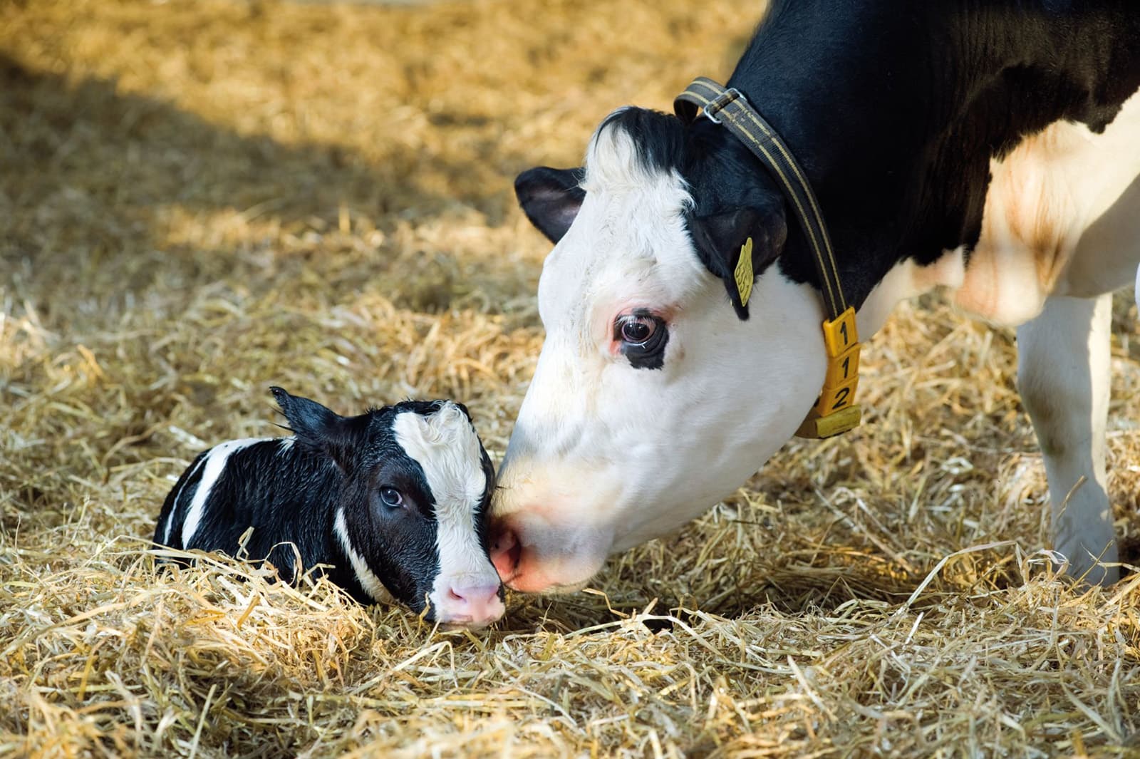 Foto's: Agrifirm