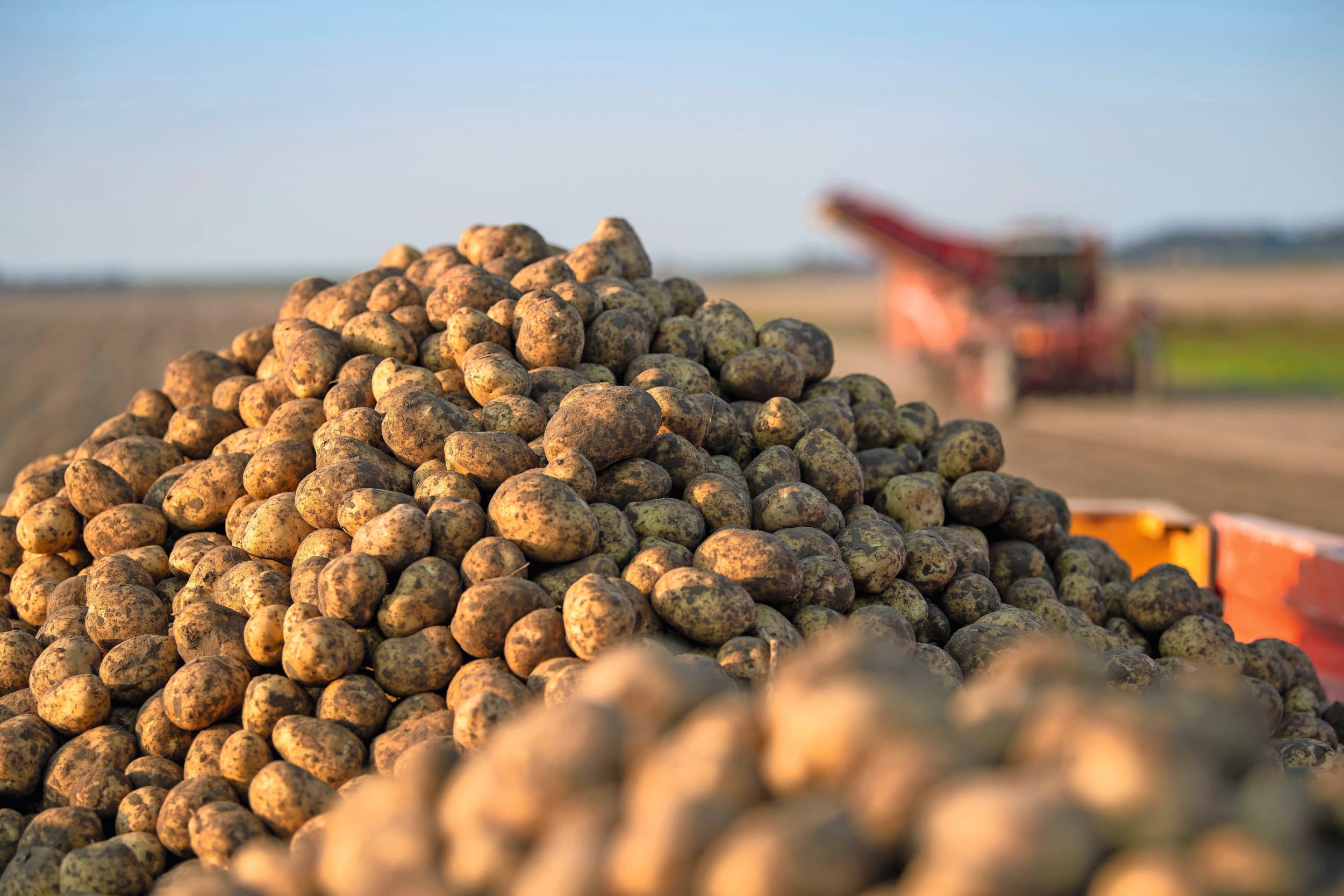 oogst uien en aardappelen 2025