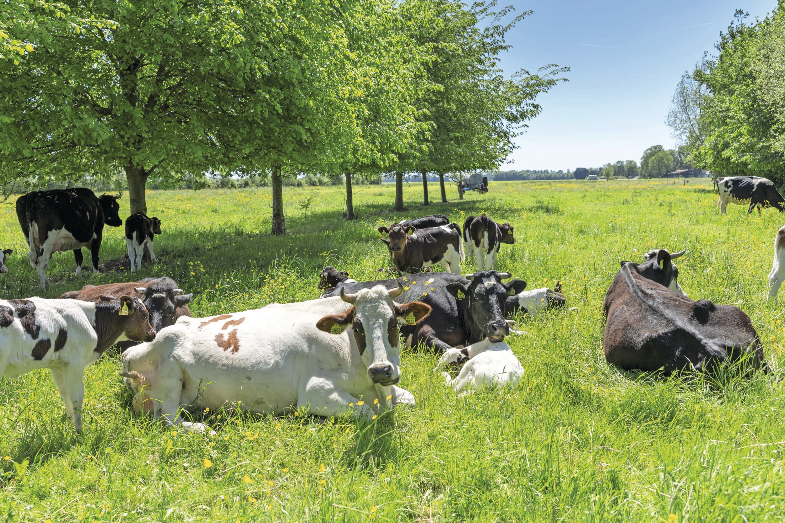 hogere weidemelkpremie voor grote bedrijven