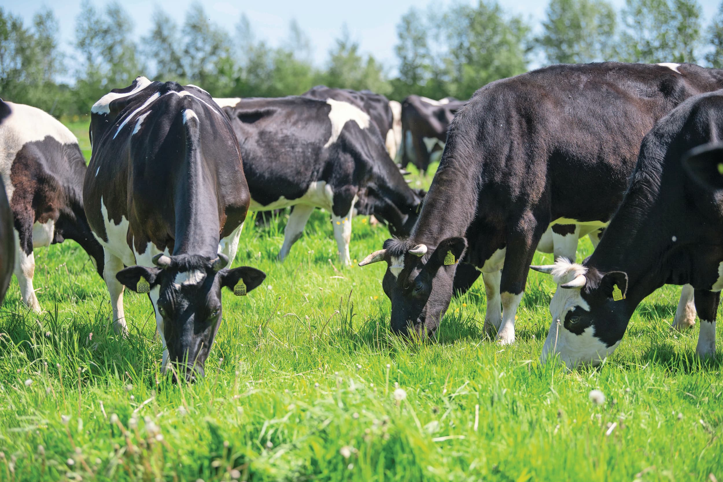 bedrijfsvoering marktvooruitzicht melkveehouderij