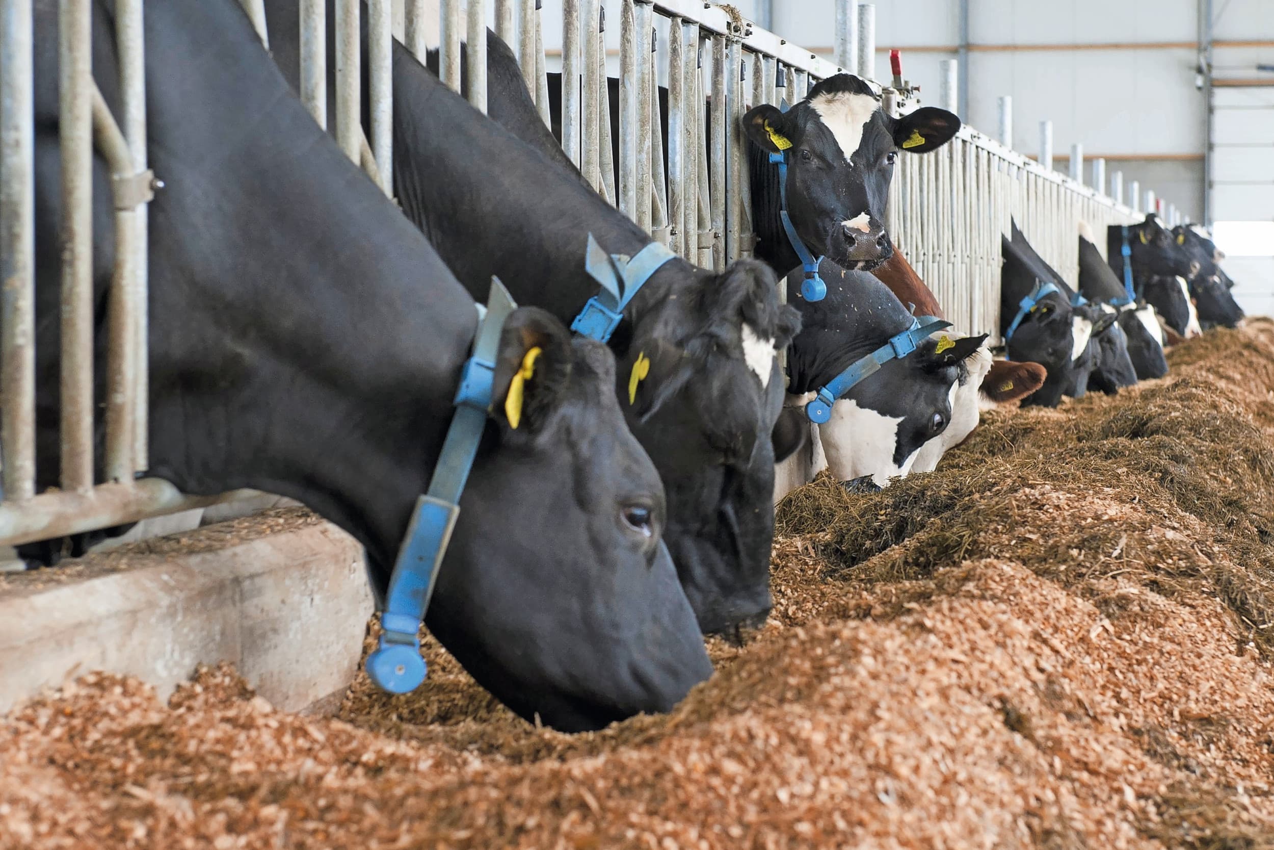 Een koe kan een paar honderd VEM extra uit betere kuilkwaliteit benutten om meer liters melk te produceren. Foto: Wick Natzijl