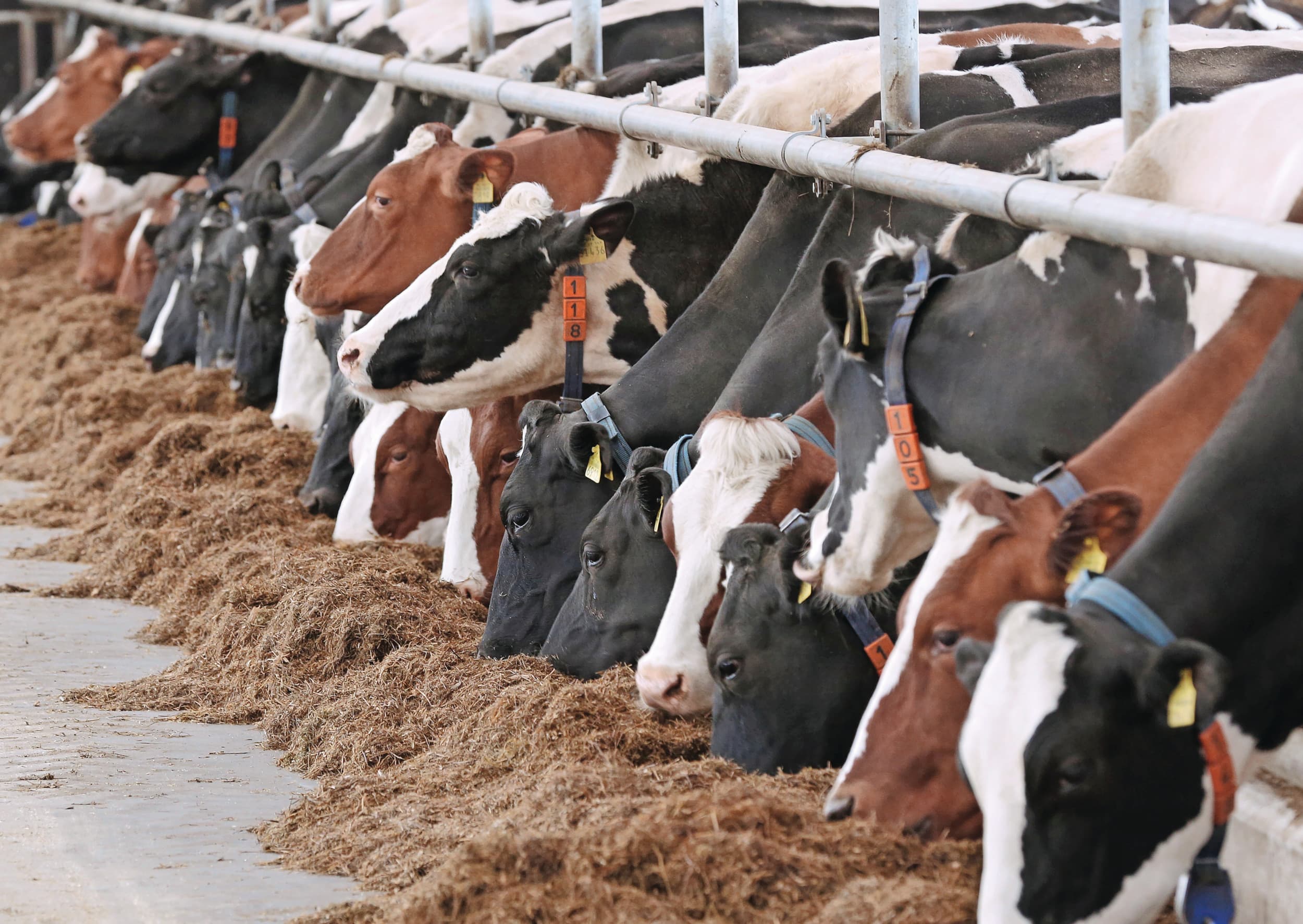 Verminderen van ruw eiwit in het rantsoen verhoogt de stikstofefficiëntie en verlaagt de stikstofproductie per dier, waardoor ook de mestafzet afneemt. Foto: Ruud Ploeg