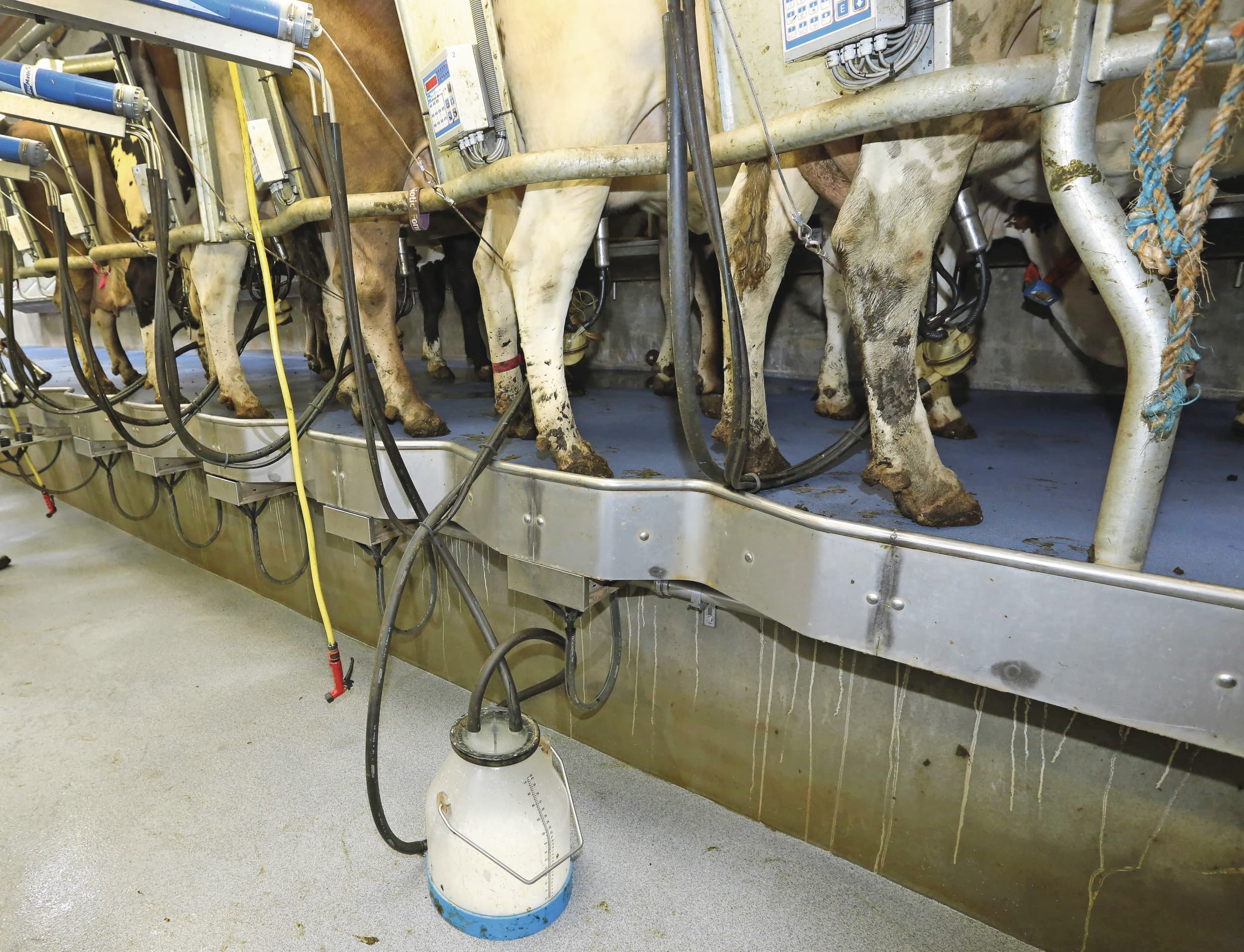 Uithouden van melk met een melkemmer. Belgisch onderzoek wijst erop dat een klinische mastitis 6 kilo melk per dag kost. Foto: Henk Riswick