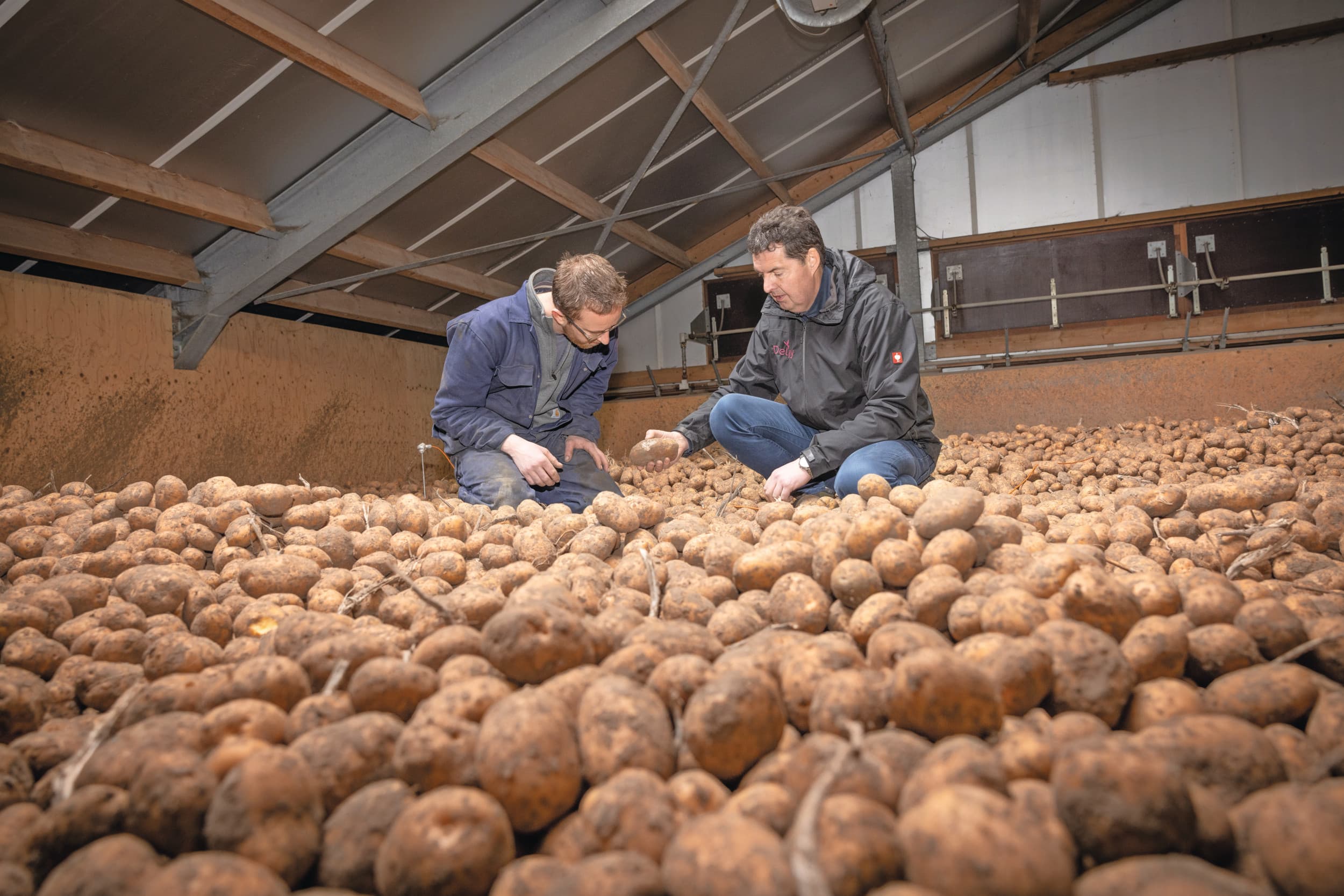 Bewaarrondje met aardappelen in Zeeland. Met name de bewaarkosten zijn de afgelopen jaren fors gestegen en drukken zwaar op de kostprijs. Alleen bij pootgoed is sprake van een lichte daling, maar daarvan profiteert slechts een deel van de aardappeltelers. Foto: Peter Roek