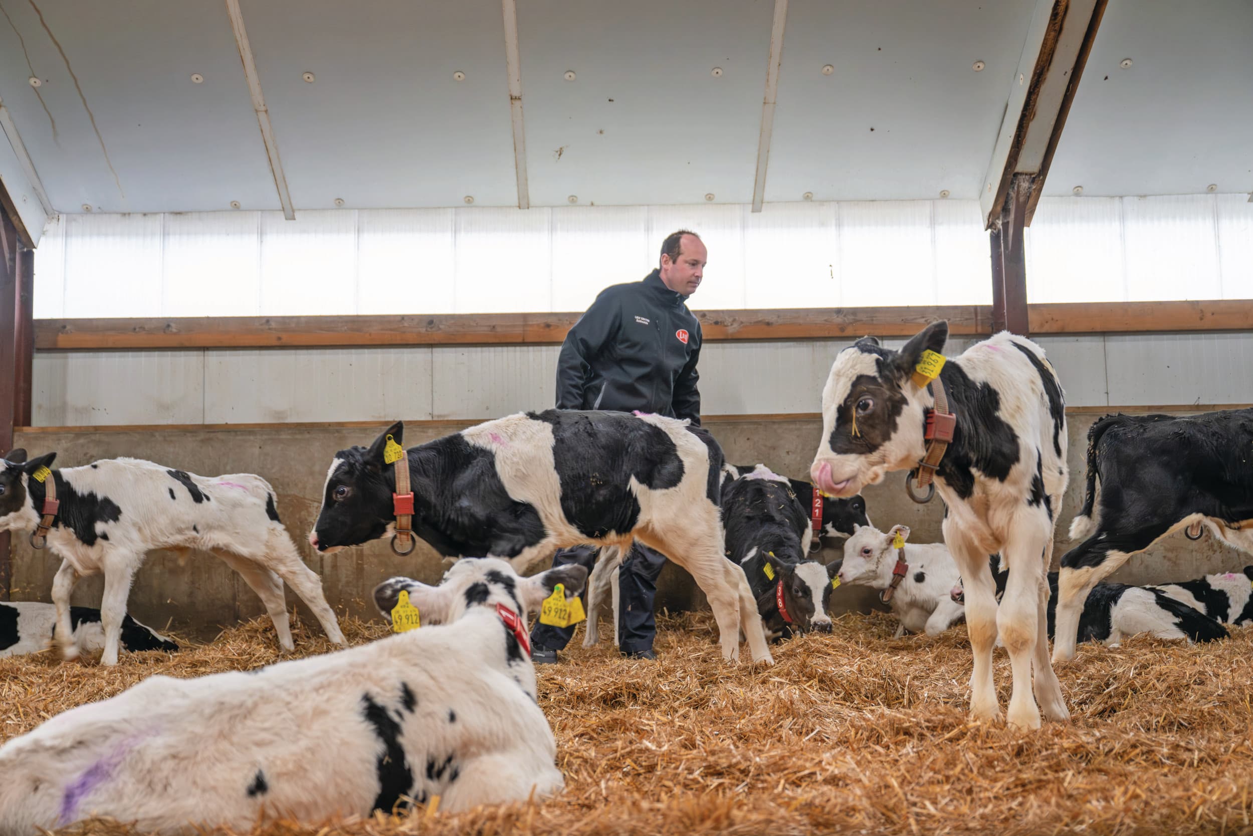 De familie Reimert start rosékalveren op in grote groepen met drinkautomaten. Kalveren met afwijkend drinkgedrag komen op de attentielijst, maar ook op het oog weet Luuk Reimert ze snel in de groep te vinden. Foto's: Michel Velderman