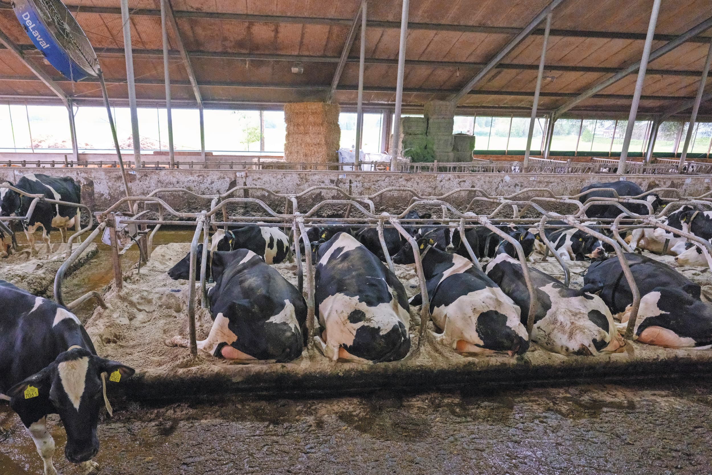 De winterperiode is altijd een periode waarin er meer luchtwegproblemen bij koeien zijn dan in andere seizoenen. Archieffoto: Jan Willem van Vliet