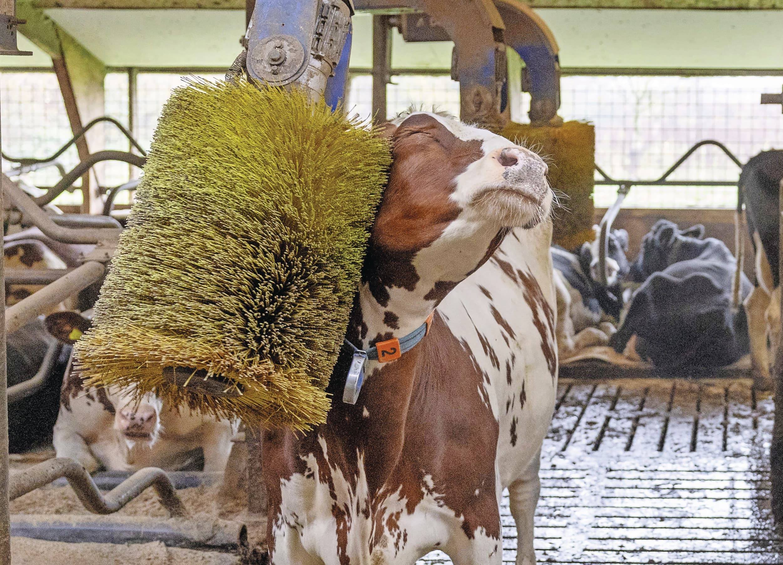 Koeien kunnen zichtbaar genieten van het schurende effect van een roterende en beweegbare borstel. Foto: Herbert Wiggerman