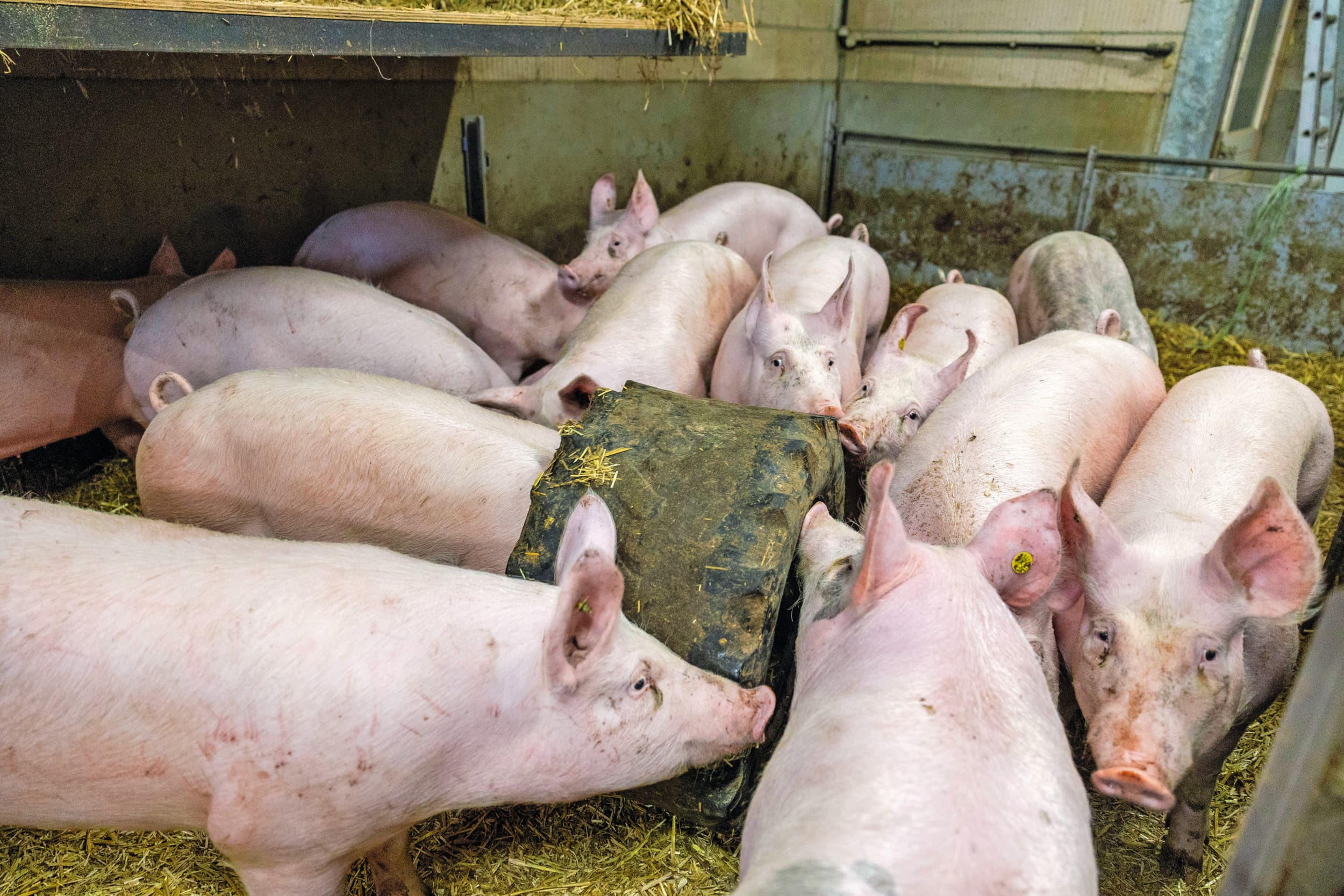 Een oude shovelband biedt de varkens bij De Kruif afleiding. De varkens rollen deze door het hok en er zit een schep voer in om het extra aantrekkelijk te maken. Foto’s: Herbert Wiggerman